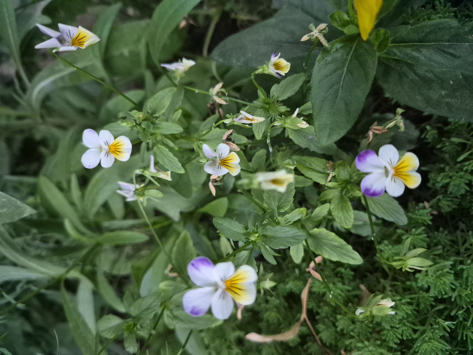 The image shows a close-up view of several small pansy flowers with purple, white, and yellow petals, interspersed with green foliage. The flowers are the primary subjects, with some in focus and others slightly blurred in the background. The setting appears to be an outdoor garden with a variety of plants. There are no people or discernible human activity in the image. The lighting suggests it could be daytime, possibly overcast, given the soft shadows. The scene is entirely natural, with the flowers and leaves creating a textured and organic composition.