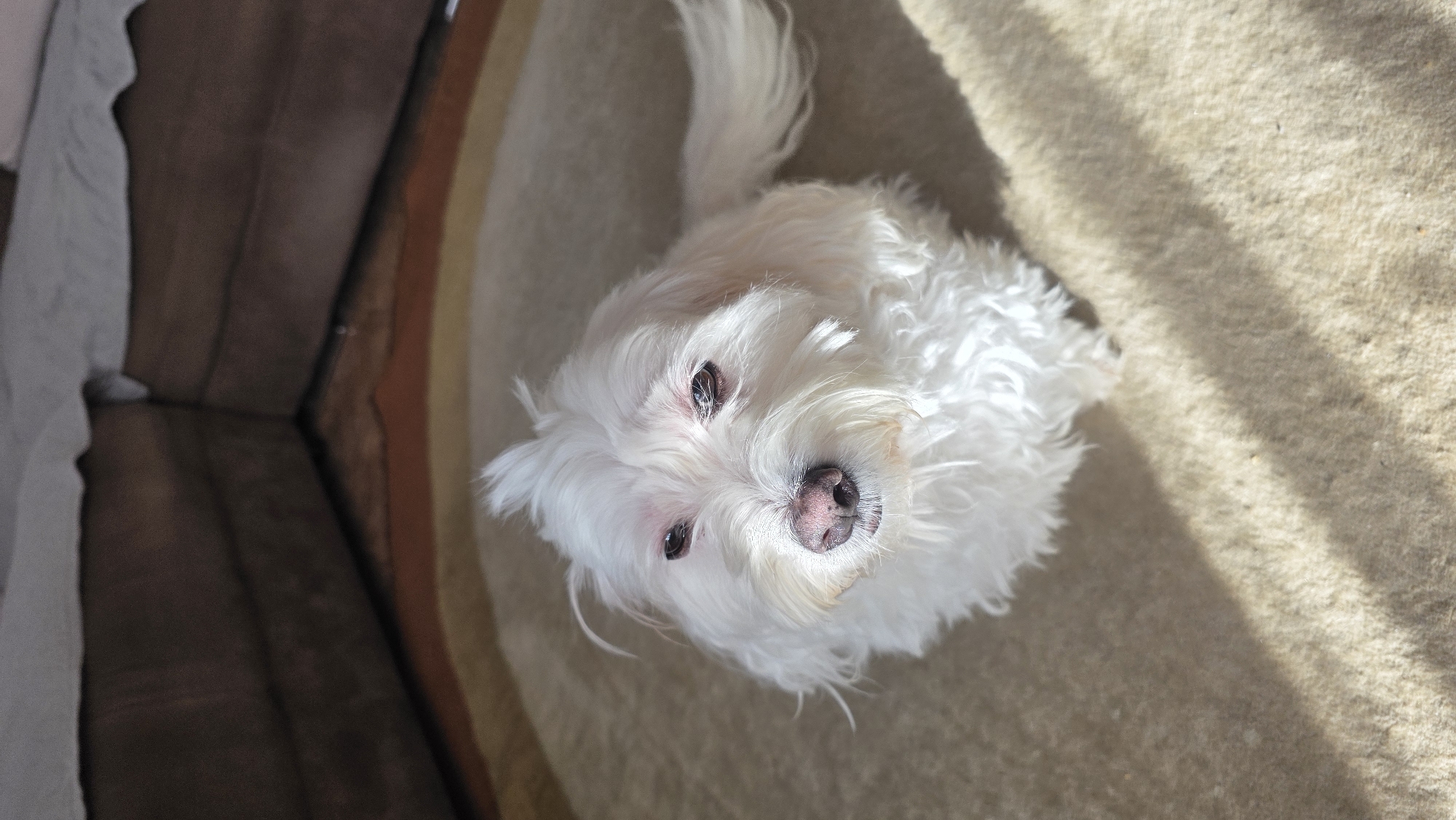 A white, fluffy Maltese dog sits on a carpet with concentric bands of beige and brown. The dog is looking up at the camera with its head tilted slightly to the right. The dog's eyes are dark, and its nose is pink. The dog's fur is long and curly. To the left of the carpet is a brown couch or chair. The environment is not identifiable. The location in the city of Blagoevgrad, Bulgaria, cannot be ascertained from the image.