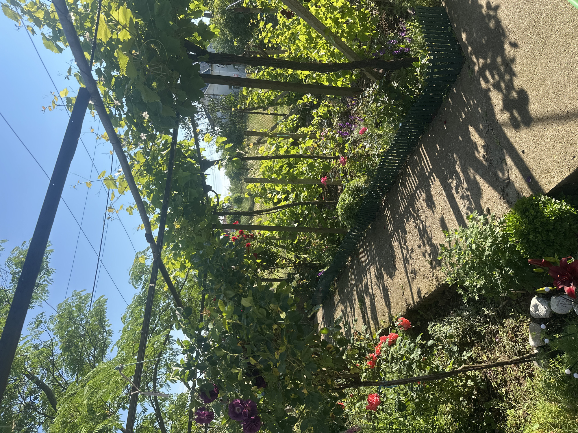 This image captures a vibrant, sunlit garden scene, likely a backyard or pathway, located in Rogozen, Bulgaria. The primary subject is a pergola or trellis densely covered with lush green grapevines, extending across the frame and supported by several dark wooden or metal posts.
A narrow concrete or gravel path traverses the scene from foreground to background, bordered on one side by a low green plastic or metal fence. Along both sides of the path, a variety of colorful flowering plants and green shrubs flourish. Prominently featured are bushes of deep purple, bright red, and vivid pink roses. Other plants include smaller purple flowers, green ground cover, and a cluster of dark red lilies near some decorative stones or garden lights in the foreground.
The bright sunshine creates distinct, elongated shadows of leaves and the pergola structure on the path, indicating a clear, sunny day, likely midday or early afternoon. In the distance, beyond the garden, more green trees and a partial view of a light-colored building are visible under a clear blue sky. The scene is tranquil and devoid of any human or animal activity. There is no visible text in the media file.