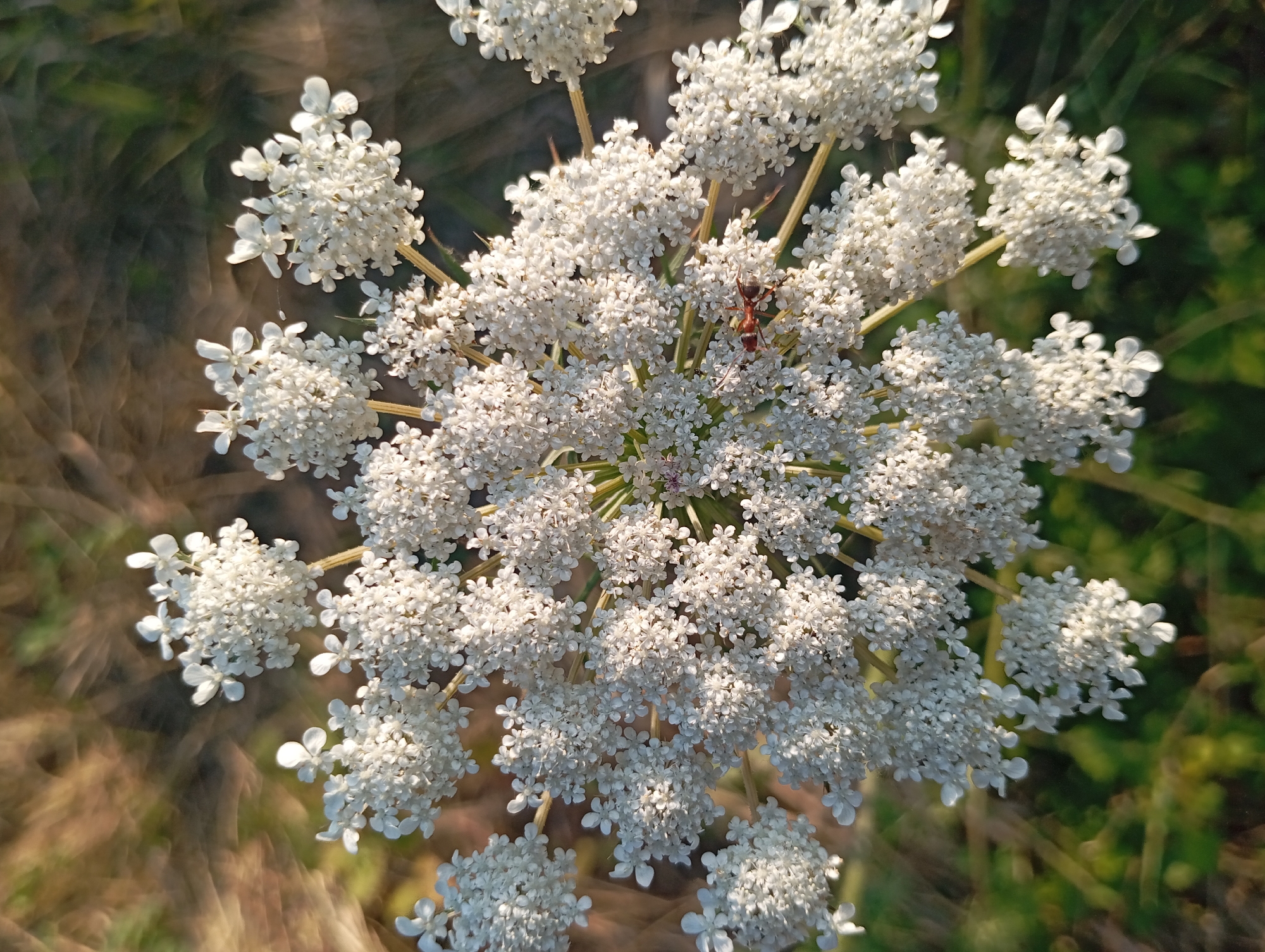 This is a close-up, eye-level, full shot of a white Queen Anne's Lace flower, with a reddish-brown ant on the lower left side of the bloom. The flower is in focus and fills most of the frame, with a blurred background of dry, brown grass and green foliage. The sun is setting, casting a warm glow on the scene. The image was captured on a bright, sunny day in Şirvanlı, Azerbaijan.