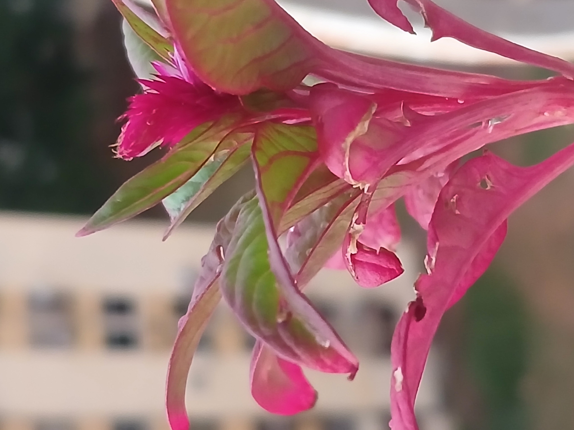 A close-up photograph shows a plant with green and pink leaves and a bright pink flower. The leaves have distinct green veins. The background is blurry, suggesting an urban environment with a building visible. Without further details, a precise location within Ciudad Guayana, Venezuela, is impossible to determine.