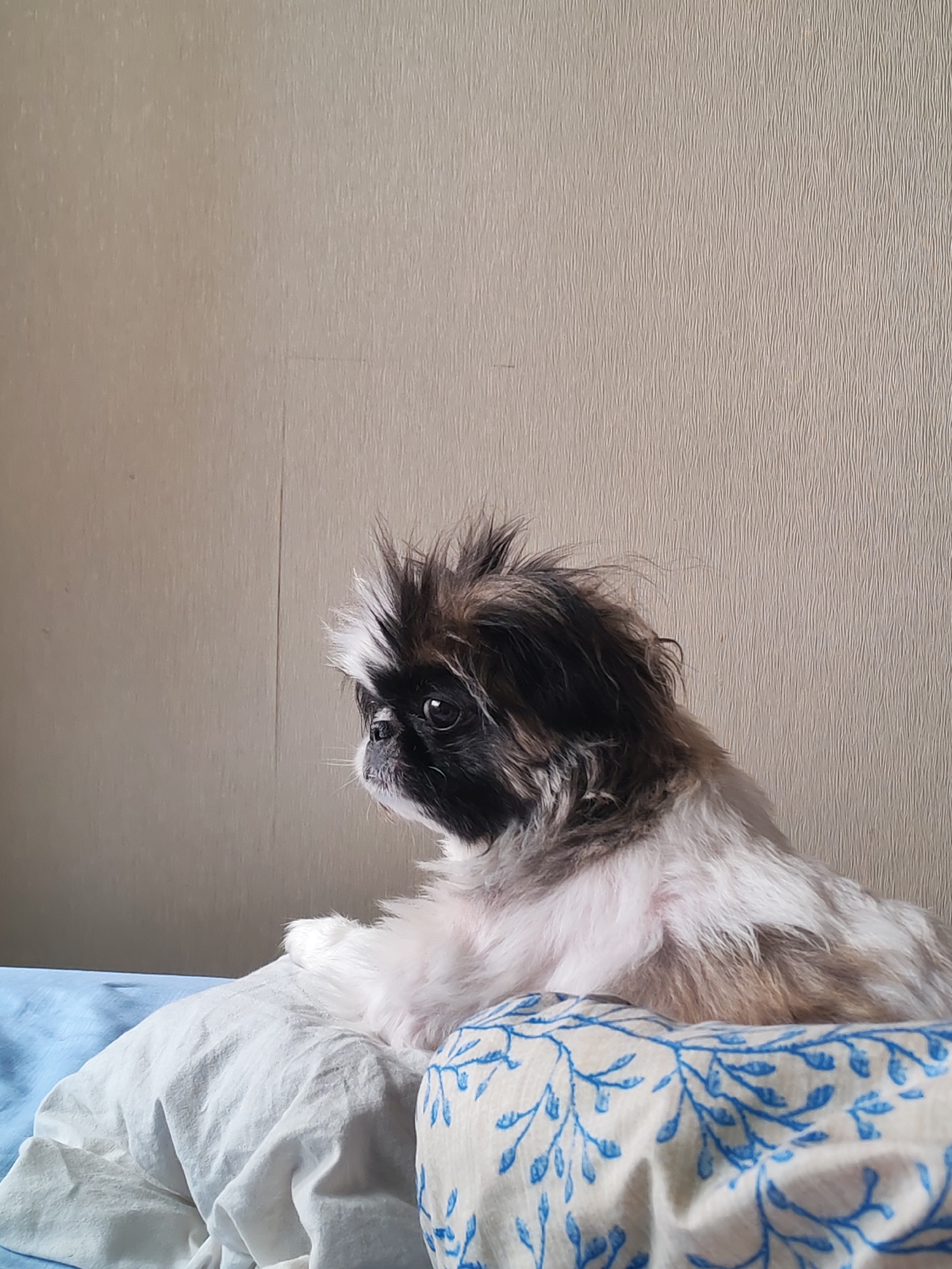 An image shows a small dog with black and white fur, lying on a bed. The dog's fur is messy, giving it a wild appearance. It is looking to the left of the frame. The background is a plain, textured wall. In the foreground, there are pillows. One pillow is white and slightly crumpled, while the other has a blue floral pattern. The image does not provide any information that would indicate its location in Izhevsk, Russia.