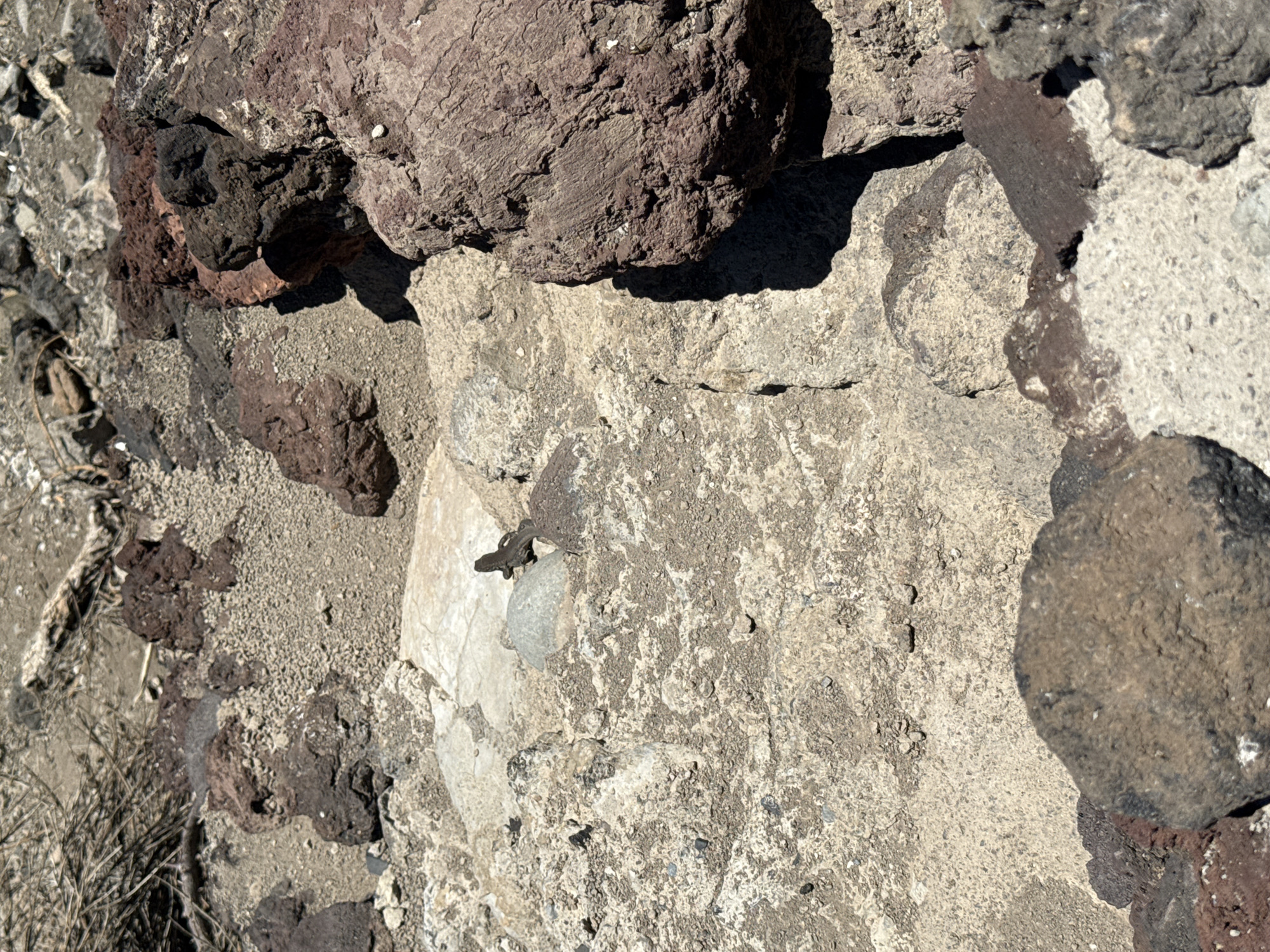 The image shows a close-up, overhead view of textured, rocky ground, likely a natural or semi-natural environment. The ground is composed of various types of rocks, ranging in color from light gray and beige to dark brown and reddish-purple. Some rocks are smooth and rounded, while others are rough and jagged. There are also areas of fine gravel and sand interspersed among the larger rocks. In the center of the image, a small, dark-colored lizard with its tail raised is perched on a rock. The sunlight casts shadows on the ground, indicating the time of day. The image does not provide specific details about a city location, but its arid, rocky appearance is consistent with volcanic landscapes found in regions like Tenerife, which is part of the Canary Islands archipelago where La Orotava is located. There are no people or man-made objects clearly visible in the scene.
