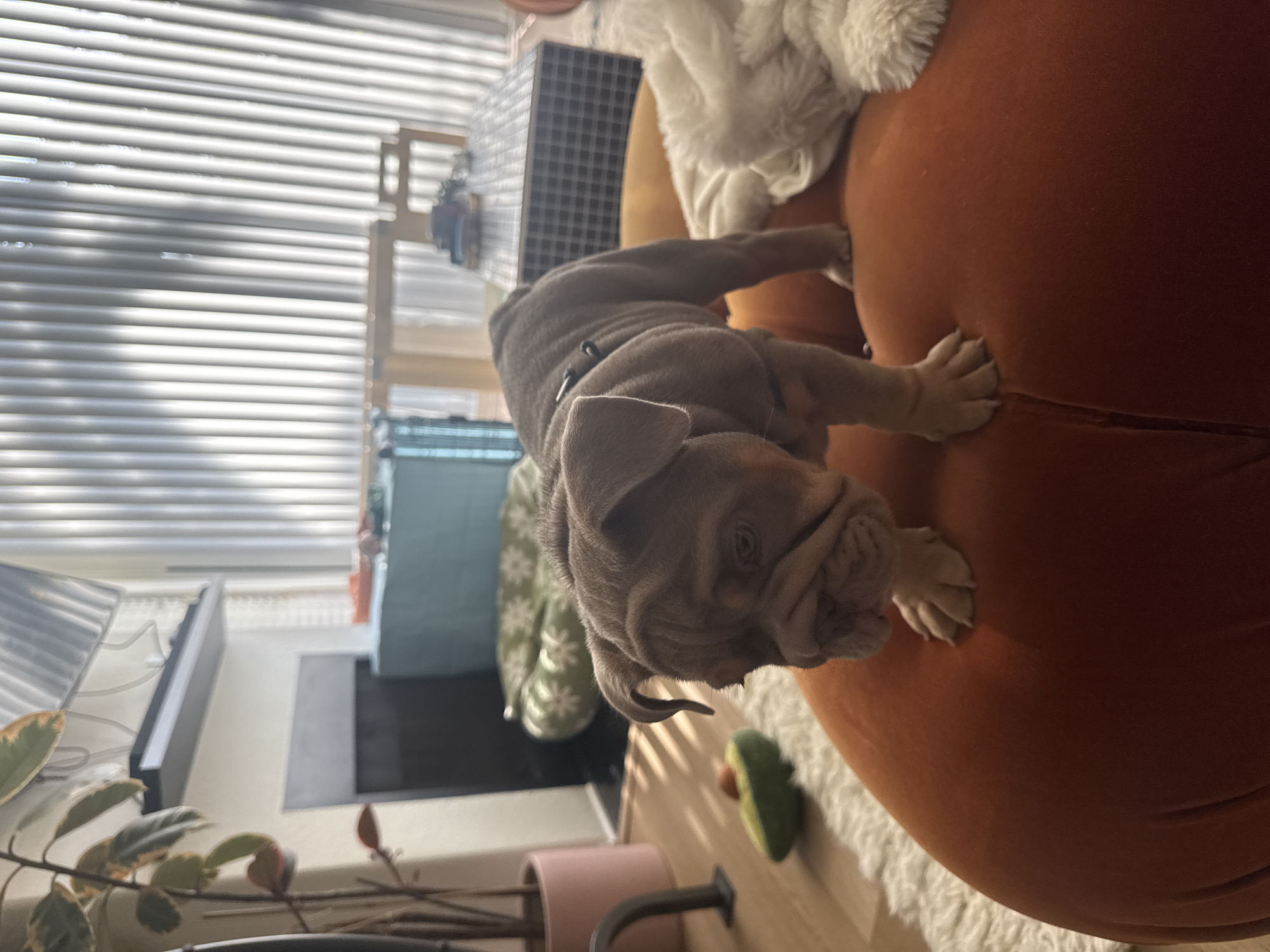 A wrinkled grey puppy is sprawled across an orange, rounded object, likely a beanbag chair or ottoman. The puppy is the primary subject, positioned in the upper center of the frame. The scene appears to be indoors, evidenced by the presence of window blinds in the background, as well as indoor potted plants. A cage or enclosure is visible behind the puppy, along with a patterned green cushion. Other objects in the scene include a pink planter, a light-colored rug or blanket, and what appears to be a decorative avocado. The location cannot be determined from the image alone.