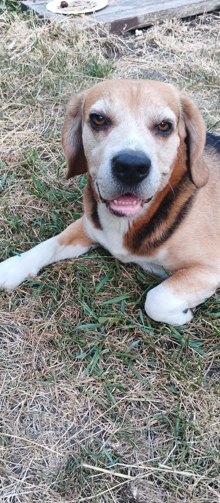 The image is a close-up shot of a beagle dog lying on dry grass. The dog is facing the camera with its mouth slightly open, revealing its teeth and pink tongue. Its fur is a mix of tan, white, and black, with distinctive black stripes around its neck. The dog's eyes are brown and appear alert. In the background, out of focus, there is some dry grass, and a white plate with what appears to be food on it, placed on some wooden planks. The scene suggests an outdoor setting, likely a yard or park. There is no discernible indication of the specific location within Smila, Ukraine.