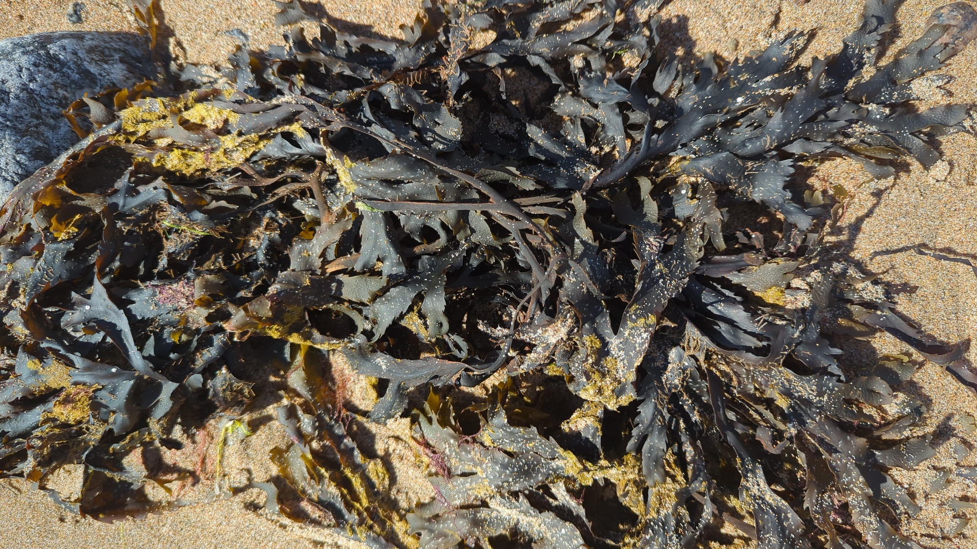 The image shows a close-up view of dark brown and green seaweed washed ashore on a sandy beach. The seaweed is tangled and spread out, with some lighter yellow-green pieces mixed in. The sand is light brown and appears damp in some areas. A grey rock is partially visible in the upper right corner of the image, also resting on the sand. There are no people or animals visible in the scene. The lighting suggests it is daytime, likely sunny due to the shadows cast by the seaweed. The image is taken from a high-angle perspective looking down onto the beach. This scene is consistent with the natural environment found along the coast of Larkollen, Norway.