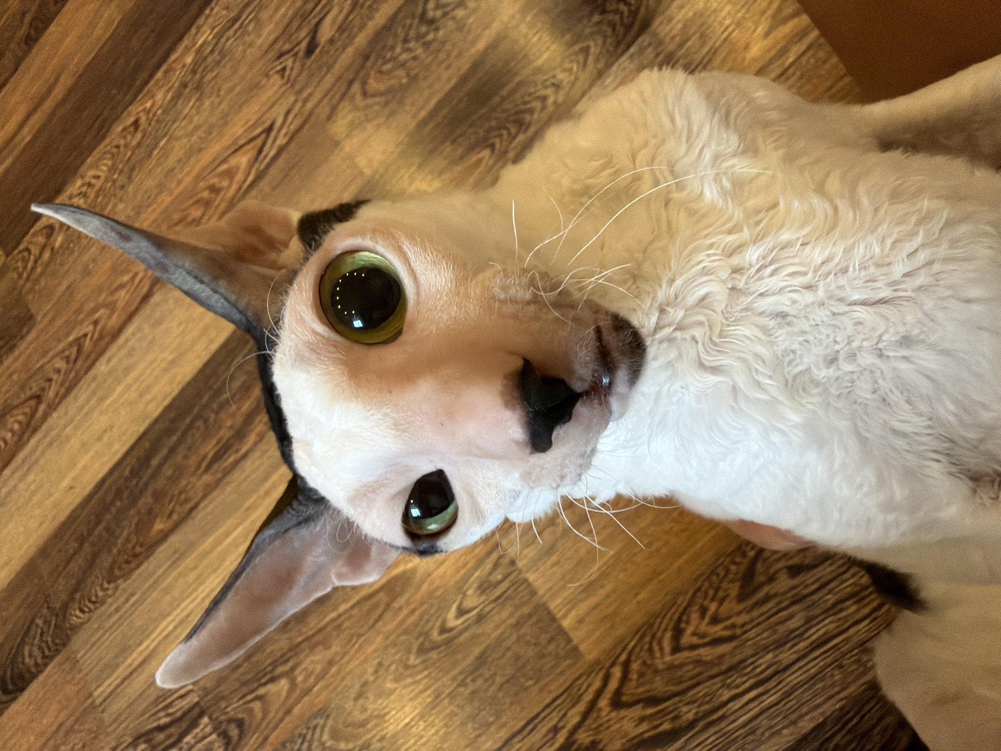 An overhead close-up shot shows a black and white Cornish Rex cat lying on a wooden floor. The cat has a white body with black patches on its head and ears. Its large, round, green eyes are wide open, and its ears are pointed upwards. The wooden floor has a distinct grain pattern, with planks running diagonally across the frame. The cat's fur is curly and textured.