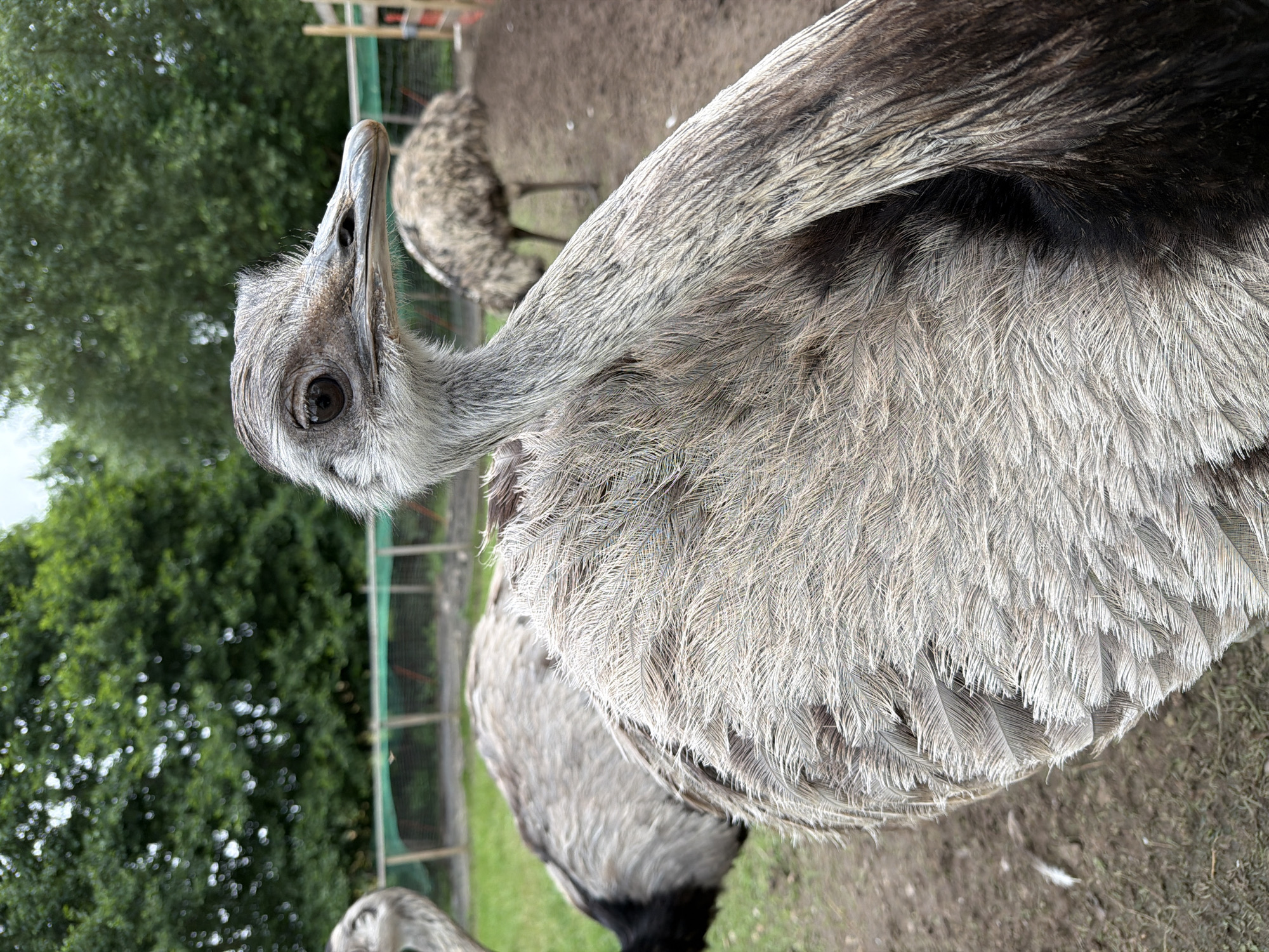 An emu is standing in a zoo enclosure in Juočiai, Lithuania. The emu is mostly gray and brown with fluffy feathers. It is looking to the right with its head tilted up. In the background, there is another emu walking away. The enclosure has a dirt floor and a green fence. There are trees in the background.