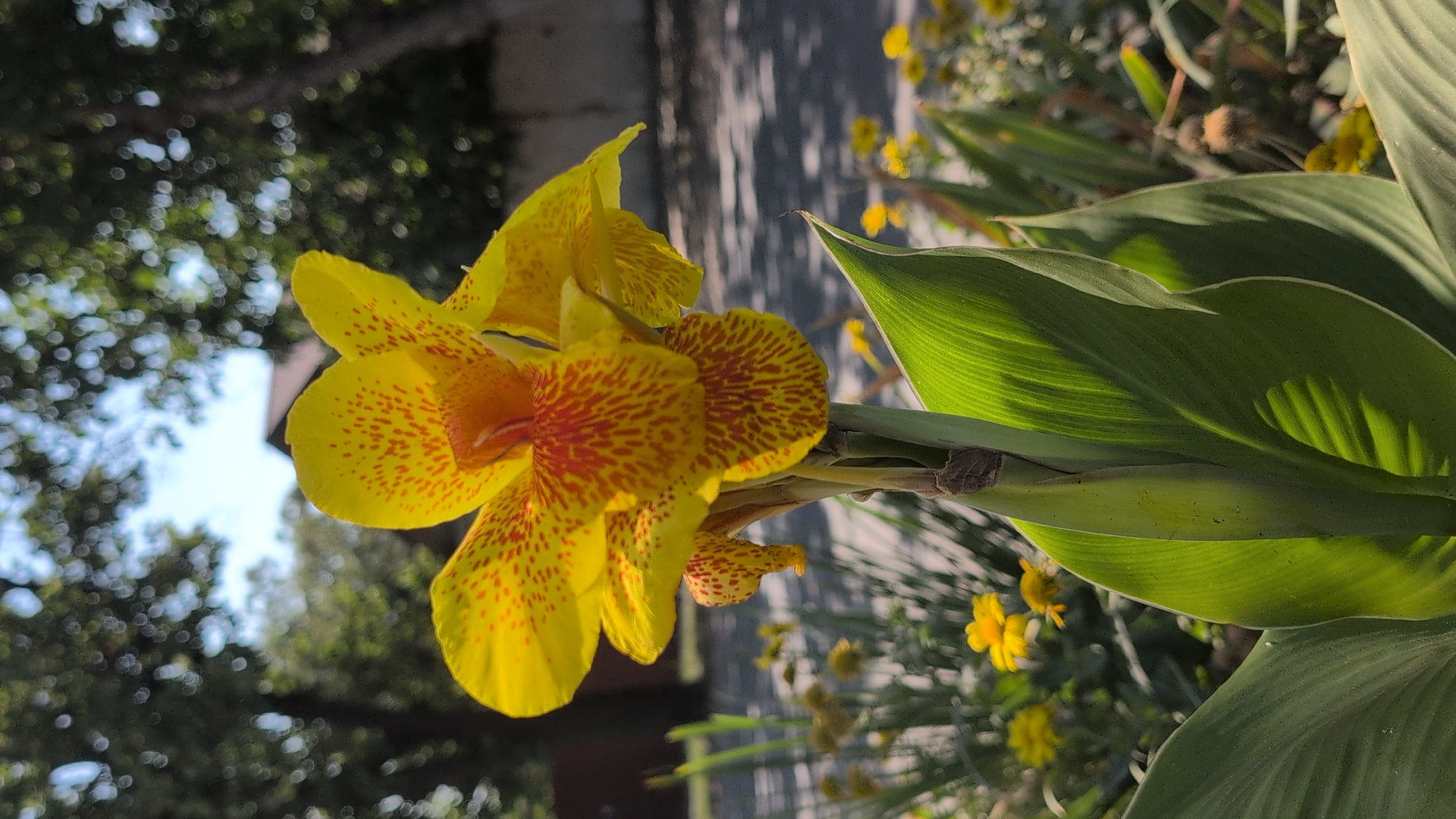 The image shows a close-up of a vibrant yellow Canna lily flower with red speckles, set against a blurred background of trees and a street. The flower is in focus, with its petals and central stamens clearly visible. Several large, green leaves of the plant are also in the foreground, illuminated by sunlight that casts shadows and highlights their ribbed texture. In the background, out-of-focus elements include green foliage, trees with dappled sunlight filtering through, and a hint of a building or wall. The ground area in the background appears to be a paved surface, possibly a sidewalk or road, with shadows from trees. The overall setting suggests an outdoor environment, likely a garden or a street with landscaping, in the city of Izmail, Ukraine. There are no people or animals present in the image.