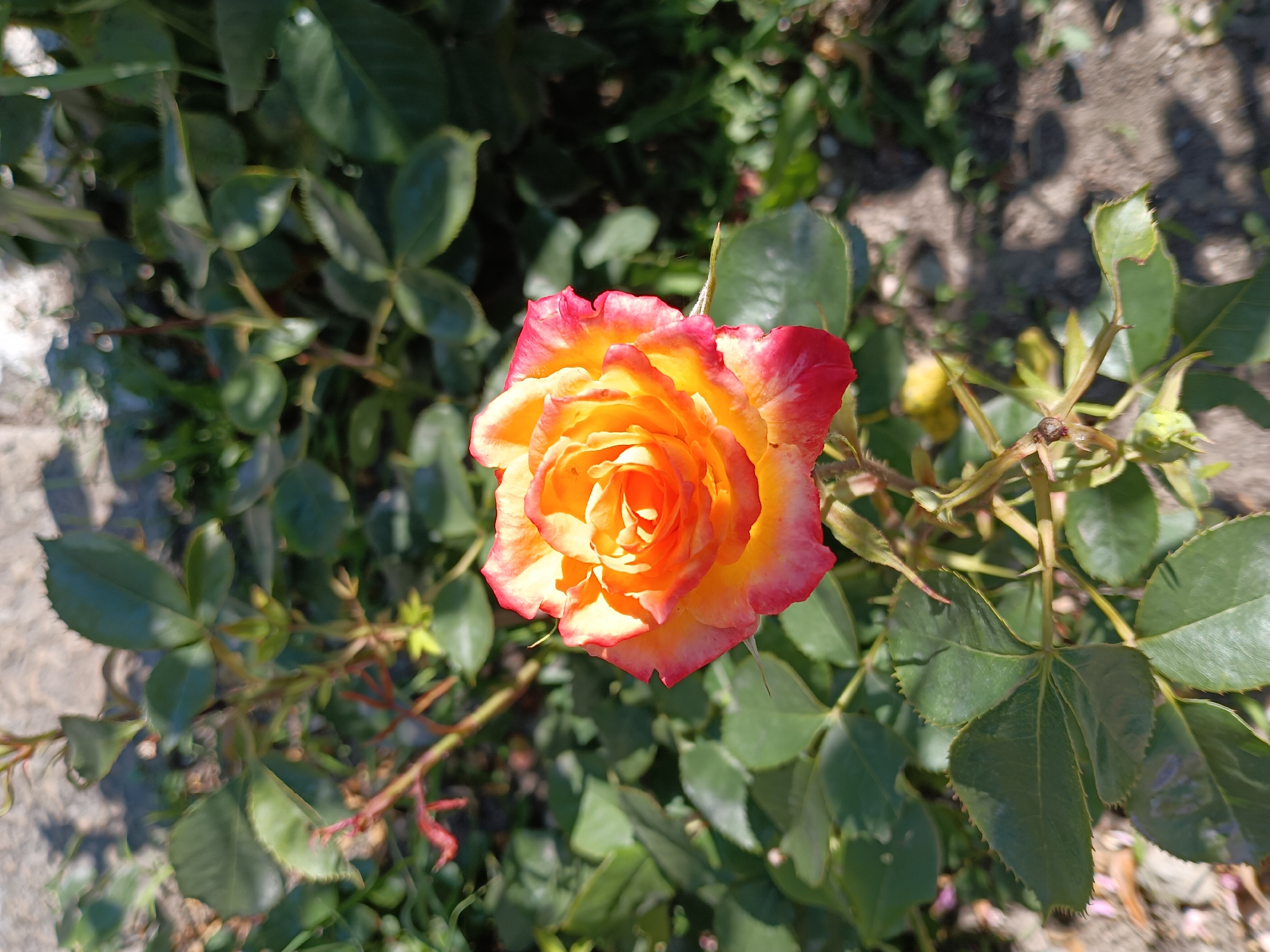 A close-up, high-angle shot captures a single, vibrant rose in bloom, positioned centrally in the frame against a backdrop of lush green foliage and dappled sunlight. The rose displays a striking gradient of color, with its petals transitioning from a bright yellow at the core to a warm orange and finally a delicate pink at the outer edges. The intricate layering of the petals suggests a fully opened bloom. Surrounding the rose are its characteristic dark green leaves, some with serrated edges, and thorny stems, indicative of a rose bush. The lighting creates distinct shadows and highlights, suggesting the image was taken outdoors on a sunny day. The background is soft-focused, with the ground beneath appearing to be a mix of soil and possibly gravel, with some dry leaves scattered around. The scene is likely an outdoor garden setting. The location is identified as Zlatitsa, Bulgaria. No people are present in the image.