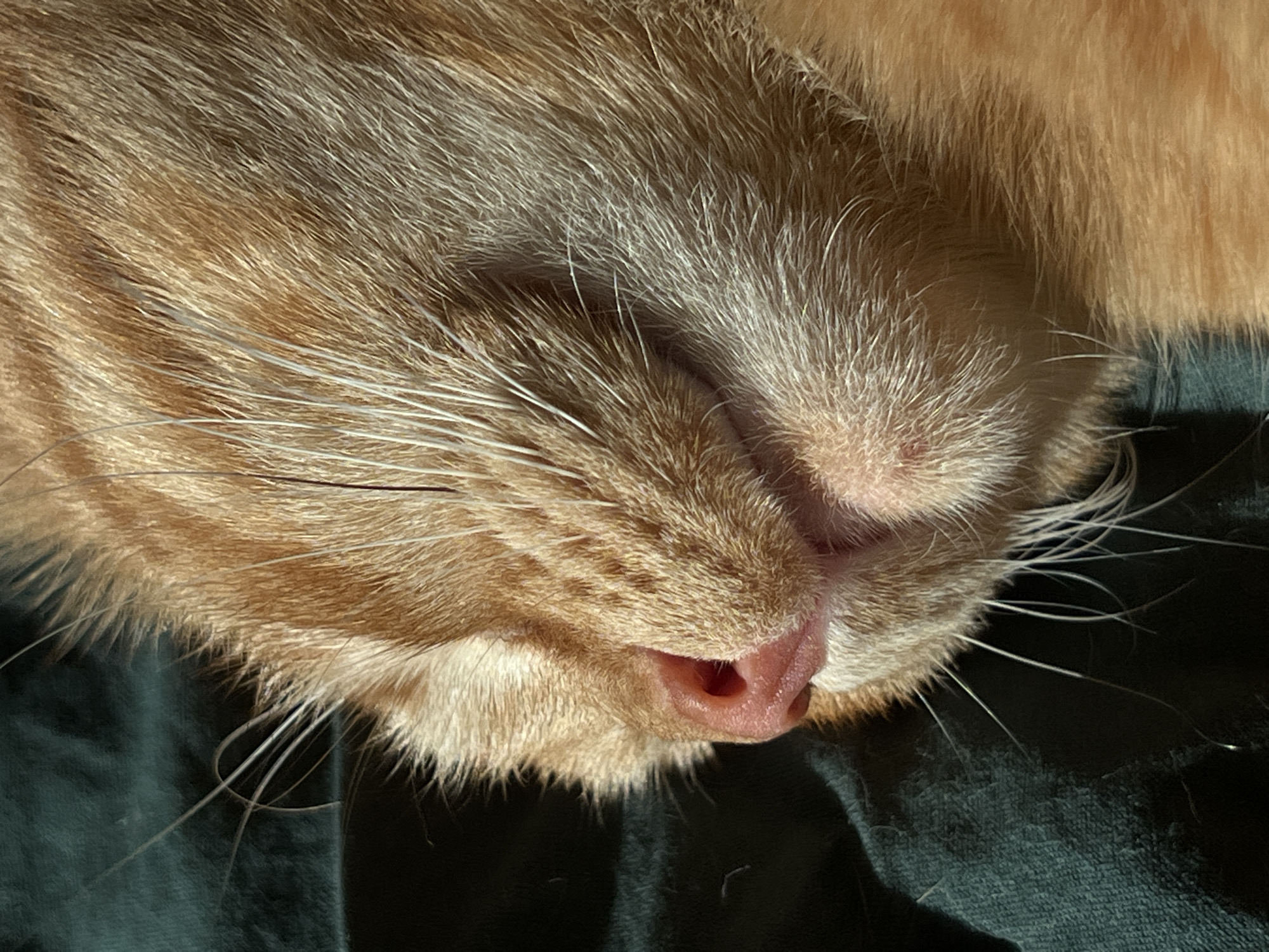 A close-up vertical image displays the head and upper body of a domestic short-haired cat, resting on its left side. The cat's fur is predominantly orange or ginger, with lighter cream or white fur visible around its muzzle and chin. A smooth, pink nose is prominent on the left side of its face. Numerous long, white vibrissae (whiskers) extend outwards from the muzzle. The cat's eyes are not visible, suggesting it is either sleeping or resting with its eyes closed. Strong, directional light from the right illuminates the fur, creating distinct highlights and shadows that accentuate the texture of the individual strands. The cat is situated on a dark teal or deep green fabric surface, which appears soft and slightly textured, consistent with a blanket or cushion. The background behind the cat's head is uniformly dark and indistinct. The exact location within Moscow, Russia, is not discernible from the visual evidence provided.