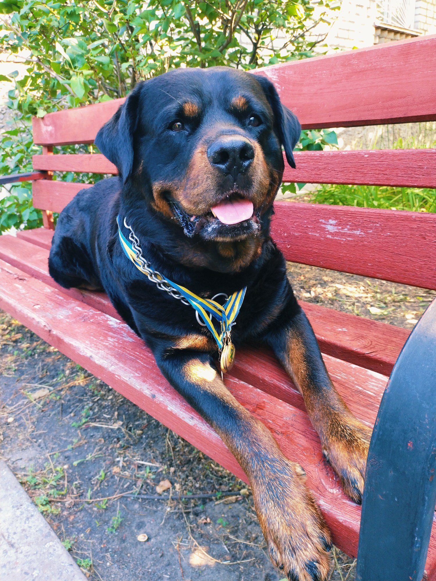 A Rottweiler with a medal on a blue and yellow ribbon rests on a red wooden bench in a park. The dog's tongue is sticking out, and it appears to be panting. Green foliage and a brick building are visible in the background. The image was taken in the city of Horishni Plavni, Ukraine.