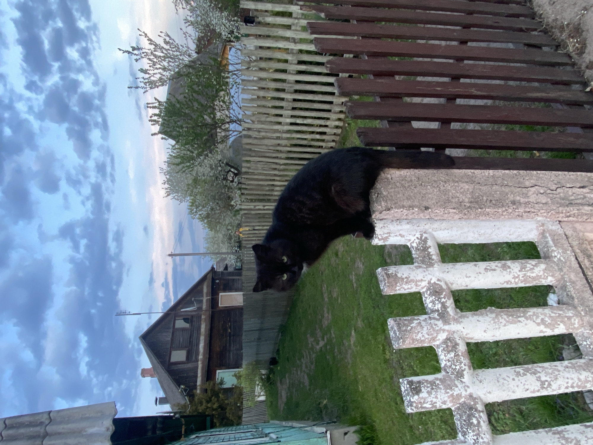 A black cat perches atop a weathered concrete fence in Лосева, Belarus. Behind the fence, a yard slopes to a wood frame house under a cloudy sky. A white tree, perhaps a cherry or apple tree, stands next to a wooden fence behind the house.