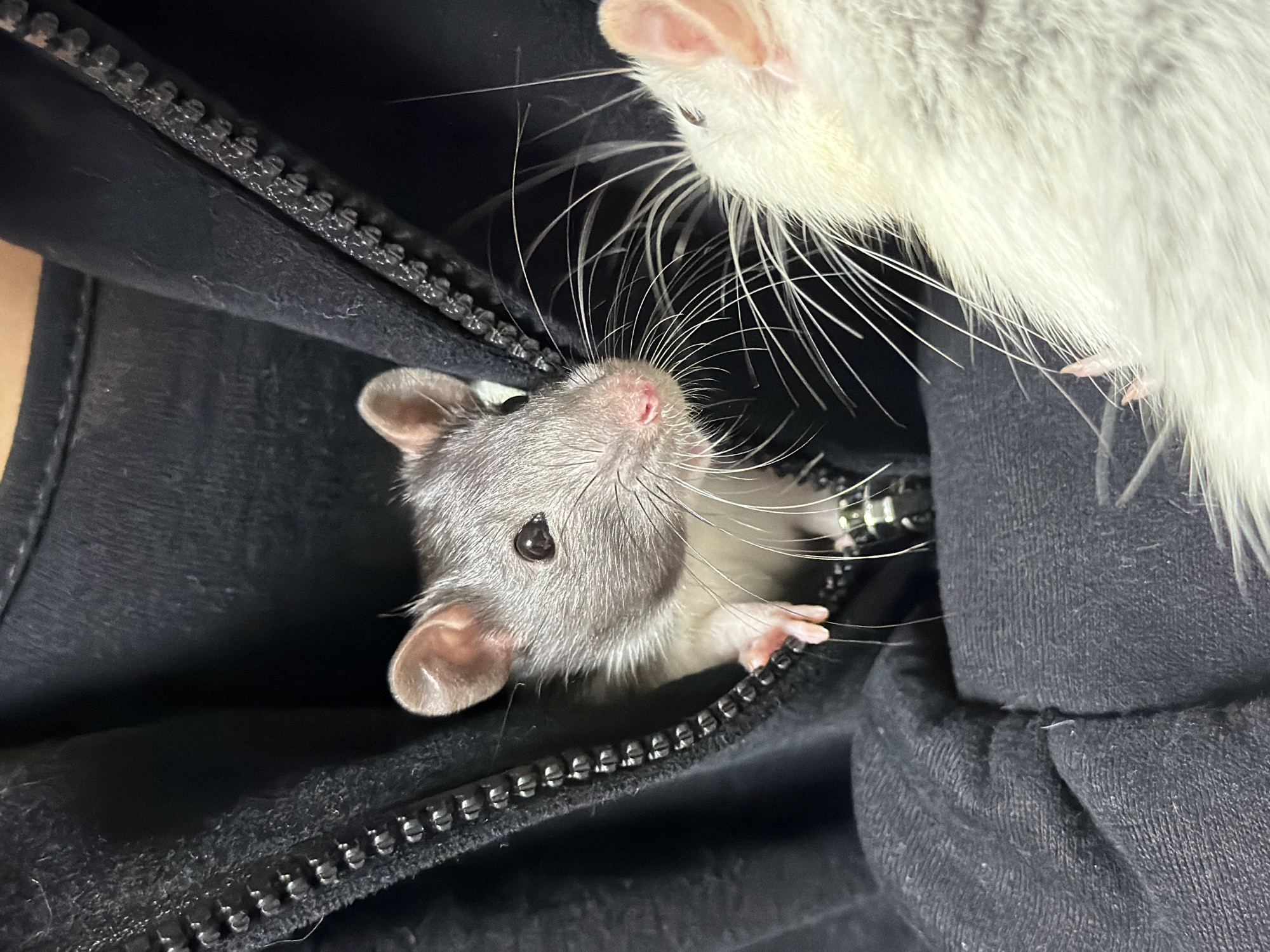 The image displays two domestic rats in close proximity within an indoor setting. One rat, exhibiting grey fur with a white underside, black eyes, and pink ears, is partially emerged from an open, black fabric zippered pocket or garment. Its head and front paws are visible, positioned to the left of the image's vertical center. A second rat, primarily white-furred, occupies the bottom right foreground, with its head and extensive white whiskers angled towards the first rat. The two animals' faces are nearly touching, indicating an interaction. The surrounding environment consists of dark, likely black, textile fabric, possibly a sweatshirt or jacket, with a prominent metal or plastic zipper mechanism running vertically along the left side. No human subjects are visible.