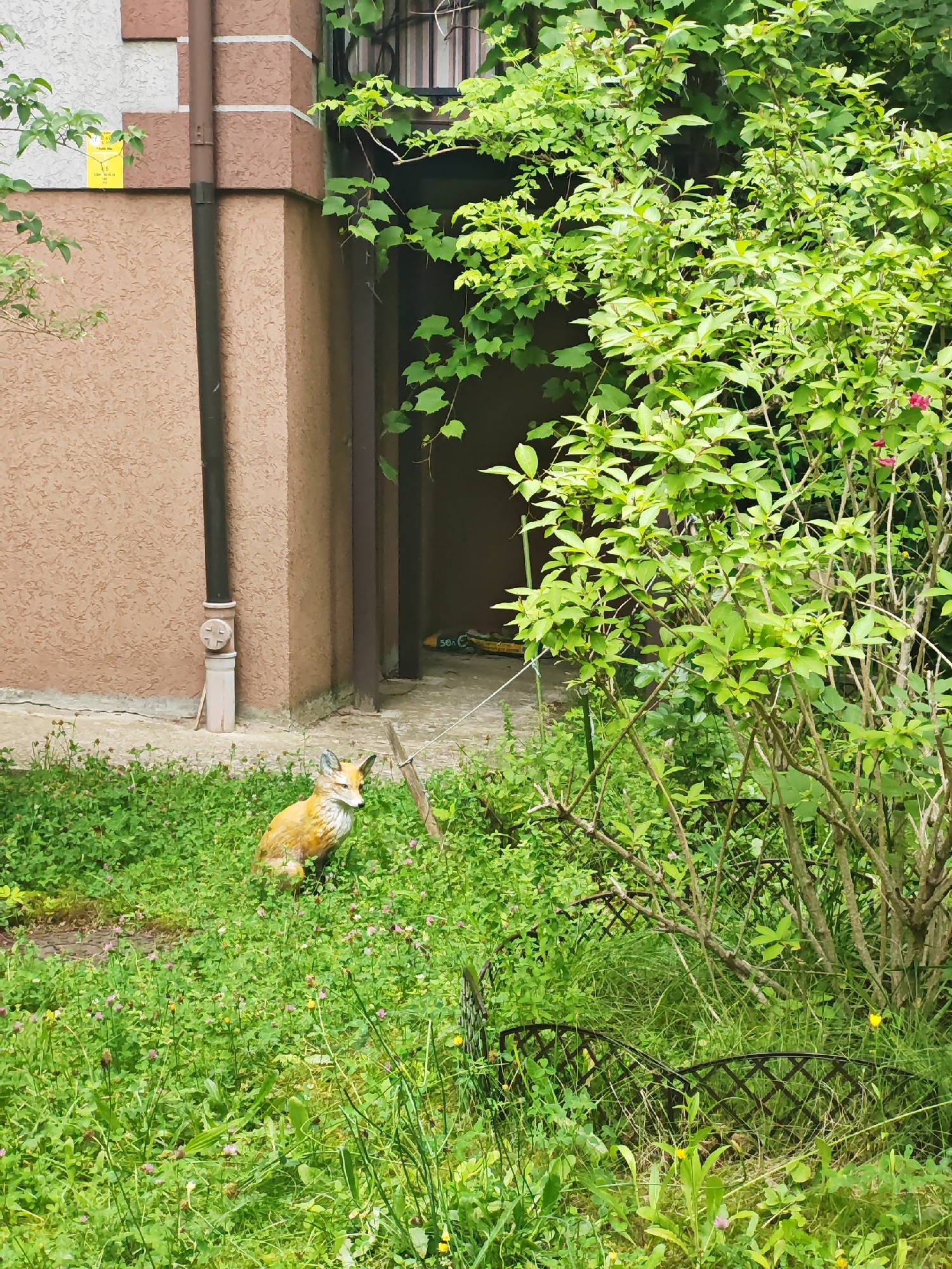 This media file depicts a charming, somewhat overgrown garden scene in Svetlogorsk, Russia. The primary subjects are a decorative garden statue of a fox, sitting alertly amidst lush green grass dotted with small purple and yellow wildflowers. To the left, a textured, peach-colored building wall features a brown downspout and a small yellow sign with Cyrillic text. The building's corner has decorative stonework.
To the right, a dense cluster of green bushes and vines, some with small red flowers, partially obscures a dark entryway or alcove. A dark metal fence with a decorative criss-cross pattern runs along the bottom right of the image. The overall impression is of a tranquil, slightly wild, and well-loved outdoor space. The lighting suggests it is daytime, likely overcast or with diffused sunlight given the lack of harsh shadows. The scene evokes a sense of peace and natural beauty.