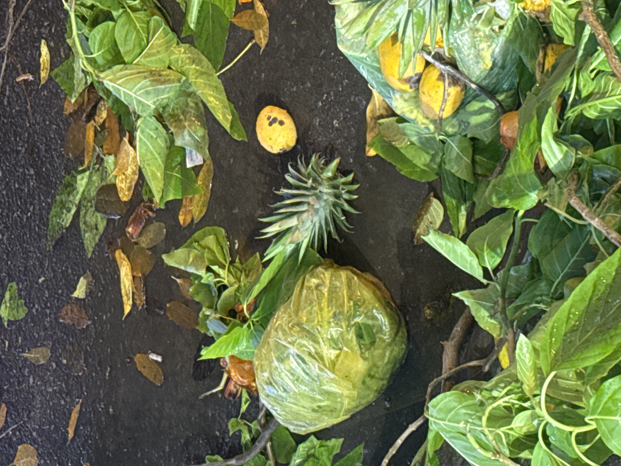 The image shows discarded organic waste on a dark asphalt surface. The waste includes green leaves, brown leaves, a pineapple top, a small yellow fruit with black spots, and two translucent plastic bags filled with organic matter. The scene is possibly located in Nha Trang Ward, Vietnam, implied by the user. There are no people present in the image. The overall impression is one of carelessly discarded refuse.