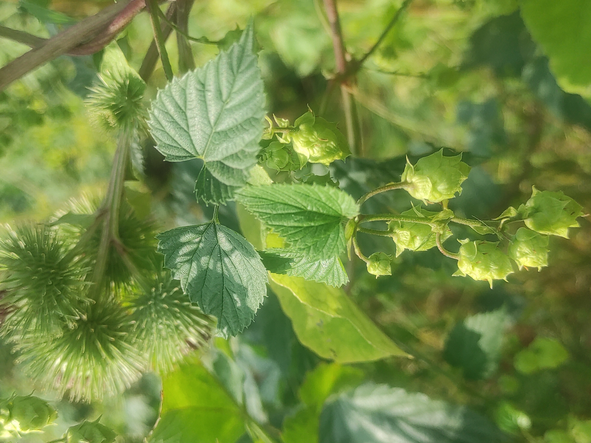 This is a close-up, eye-level, outdoor photograph of hop cones and prickly burdock seed heads against a softly blurred green background. The hop cones are small, immature, and green, hanging in clusters from thin stems. Their scales are visible, and they have a somewhat pointed, conical shape. Above and behind the hops, several round, spiky burdock seed heads are prominent. These seed heads are a vibrant green, densely covered in sharp, needle-like bracts that radiate outwards. The leaves of the hop plant are also visible, characterized by their serrated edges and prominent veins. The lighting suggests it is daytime, with dappled sunlight filtering through the foliage, creating highlights and shadows. The overall impression is of a wild, overgrown natural setting, possibly a garden or a field.