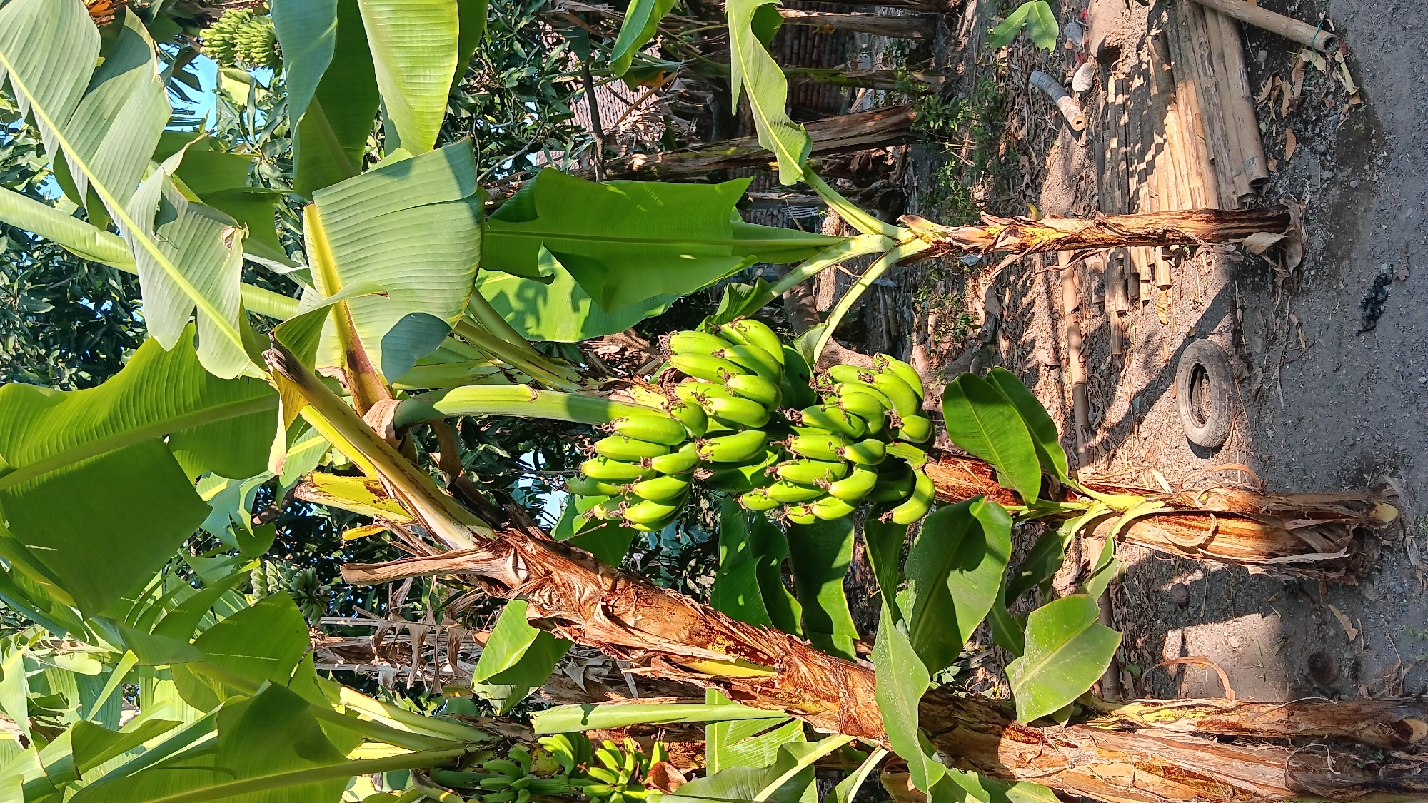 In Sonobekel, Indonesia, two banana trees are visible, both bearing bunches of green, unripe bananas. The tree on the left has a thick, textured trunk, and its large green leaves cast shadows on the ground. To the right, another banana tree stands, also with green leaves and a similarly textured trunk. The ground is covered in a mix of dirt and dry leaves, with some bamboo poles and a discarded tire visible in the background. The scene is illuminated by natural sunlight, creating strong contrasts between light and shadow.