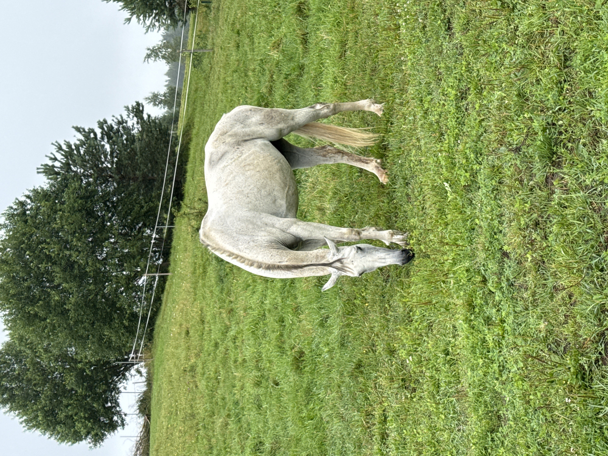 A white horse grazes in a lush green field in Galinė, Lithuania. The horse is positioned in the center of the frame, with its head lowered to the ground, indicating it is eating. The background features a gently sloping hill with scattered trees and a white fence. The sky is overcast, suggesting a cloudy or possibly rainy day. The overall impression is of a rural, peaceful setting.