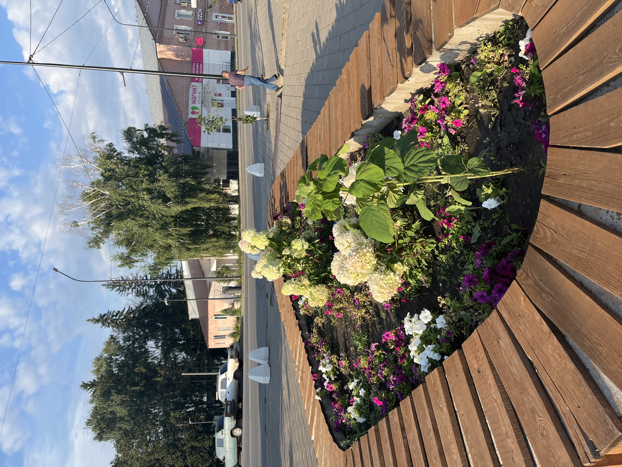 The image depicts an outdoor urban scene with a prominent flower bed in the foreground, bordered by a wooden structure. The flower bed contains a variety of blooming plants, including white hydrangeas and pink and purple petunias. The wooden structure appears to be part of a bench or seating area, constructed from weathered wooden planks.
In the background, a street is visible with several parked cars, including a light blue sedan and a white sedan. Two large, white, conical objects, possibly bollards or decorative elements, are situated on the sidewalk. Across the street, a pink building with storefronts is present. Signs on the building indicate businesses such as "Magnit Kosmetik" and "OZON." A single individual, a man wearing a blue t-shirt and jeans, is walking away from the camera on the sidewalk. The environment suggests a sunny day with a clear blue sky dotted with some clouds. The overall impression is that of a public space that has been beautified with landscaping. The presence of the "Magnit Kosmetik" and "OZON" stores, and the general architecture of the building, suggest this location is likely within a town or city in Russia. Given the context, this scene could be in Novye Turbasly, Russia.