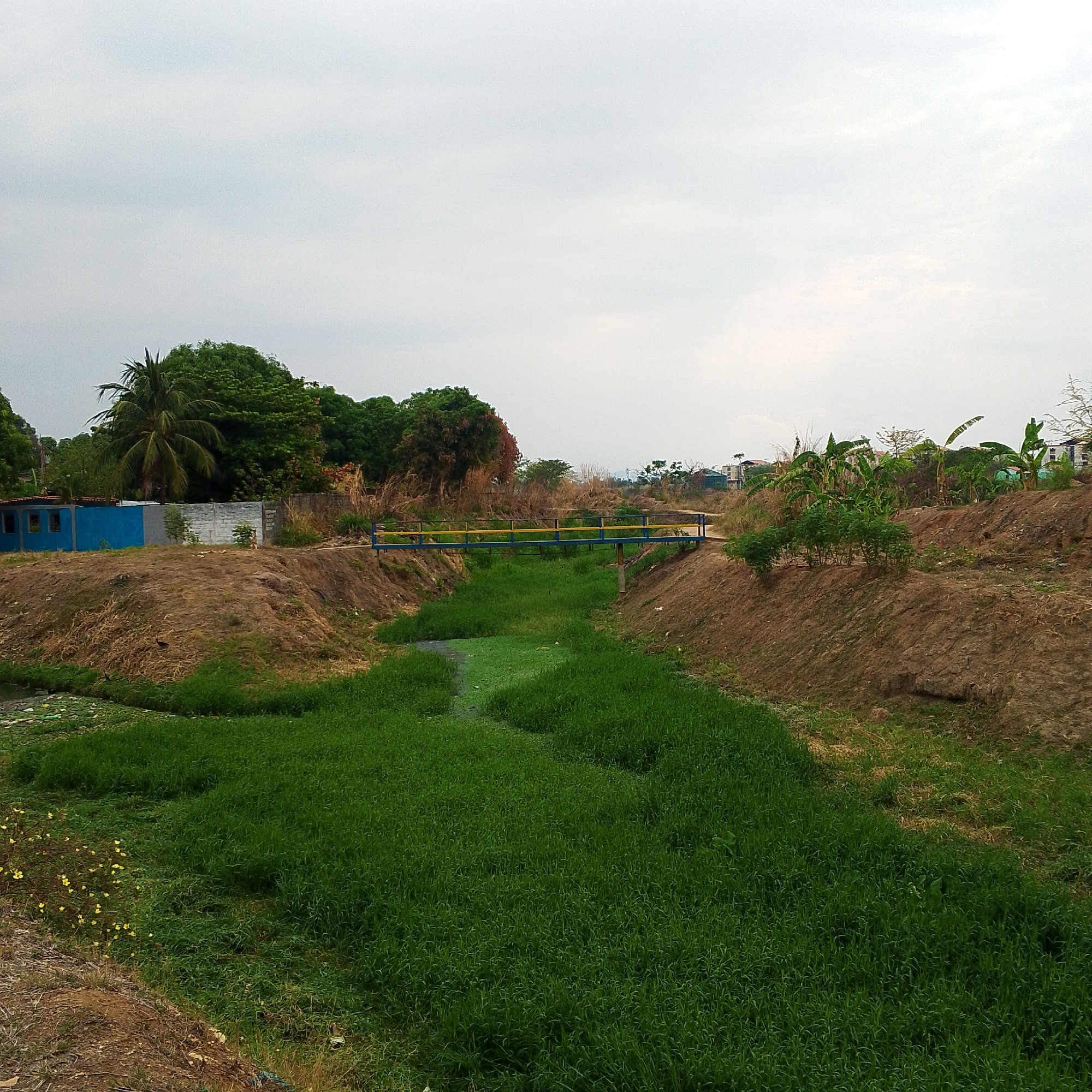 A medium-angle shot depicts a heavily vegetated drainage canal in San Carlos, Venezuela. The canal is mostly filled with dense, tall green grass and patches of algae-covered water. A pedestrian bridge with blue and yellow railings crosses the canal midway through the frame. The canal is flanked by dirt banks; the left bank also shows a small, light blue building with a white concrete fence. Various trees and bushes line the distant background. A cloudy sky dominates the upper half of the image. The composition lacks any visible human presence.