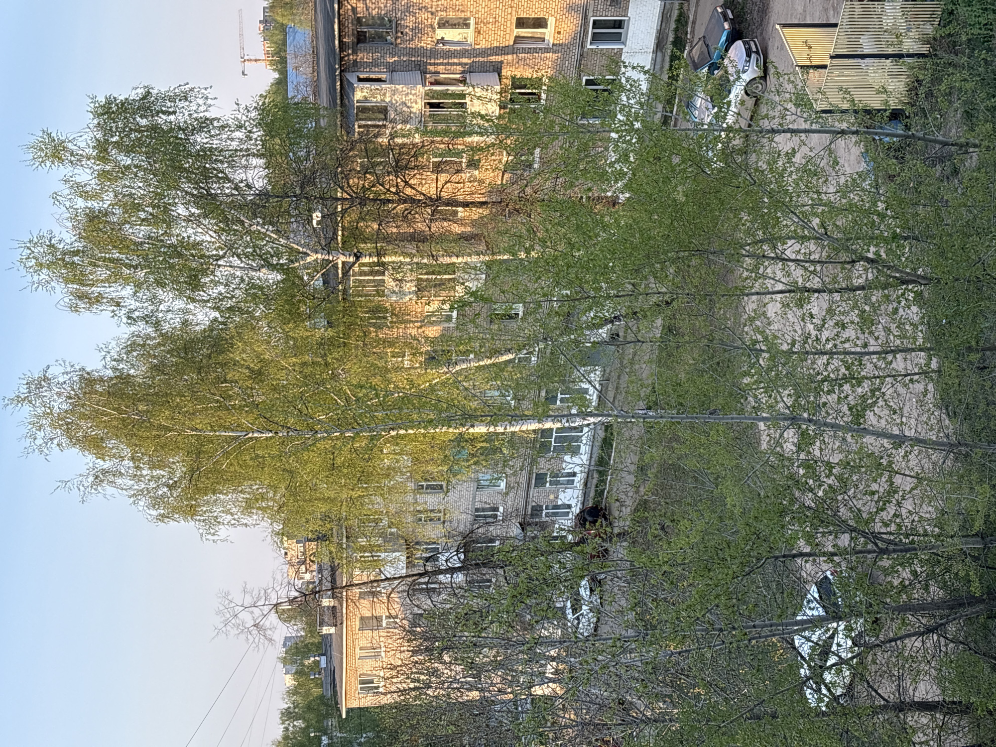 The image shows a view of a residential area in Chaikovsky, Russia, likely taken from an elevated position such as an apartment building. In the foreground are trees with fresh green leaves, partially obscuring the view. Behind the trees, there are several multi-story brick apartment buildings with windows visible. A construction crane is visible in the distance, above the rooftops. Below, cars are parked. The sky is light blue.
