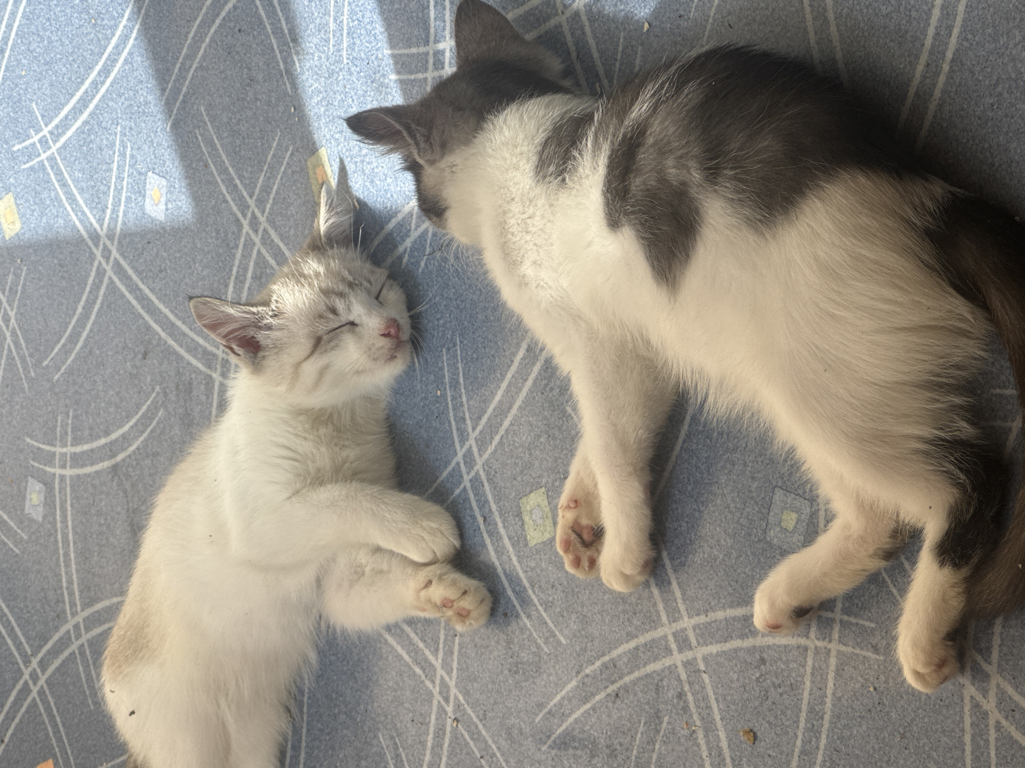 Two kittens are sleeping on a blue patterned mat. The kitten on the left is white with some tan markings on its head and back, and is lying on its side with its paws tucked in. The kitten on the right is predominantly white with large grey patches on its back and tail, and is lying on its back with its paws outstretched. Both kittens appear to be relaxed and peaceful in the sunlight.