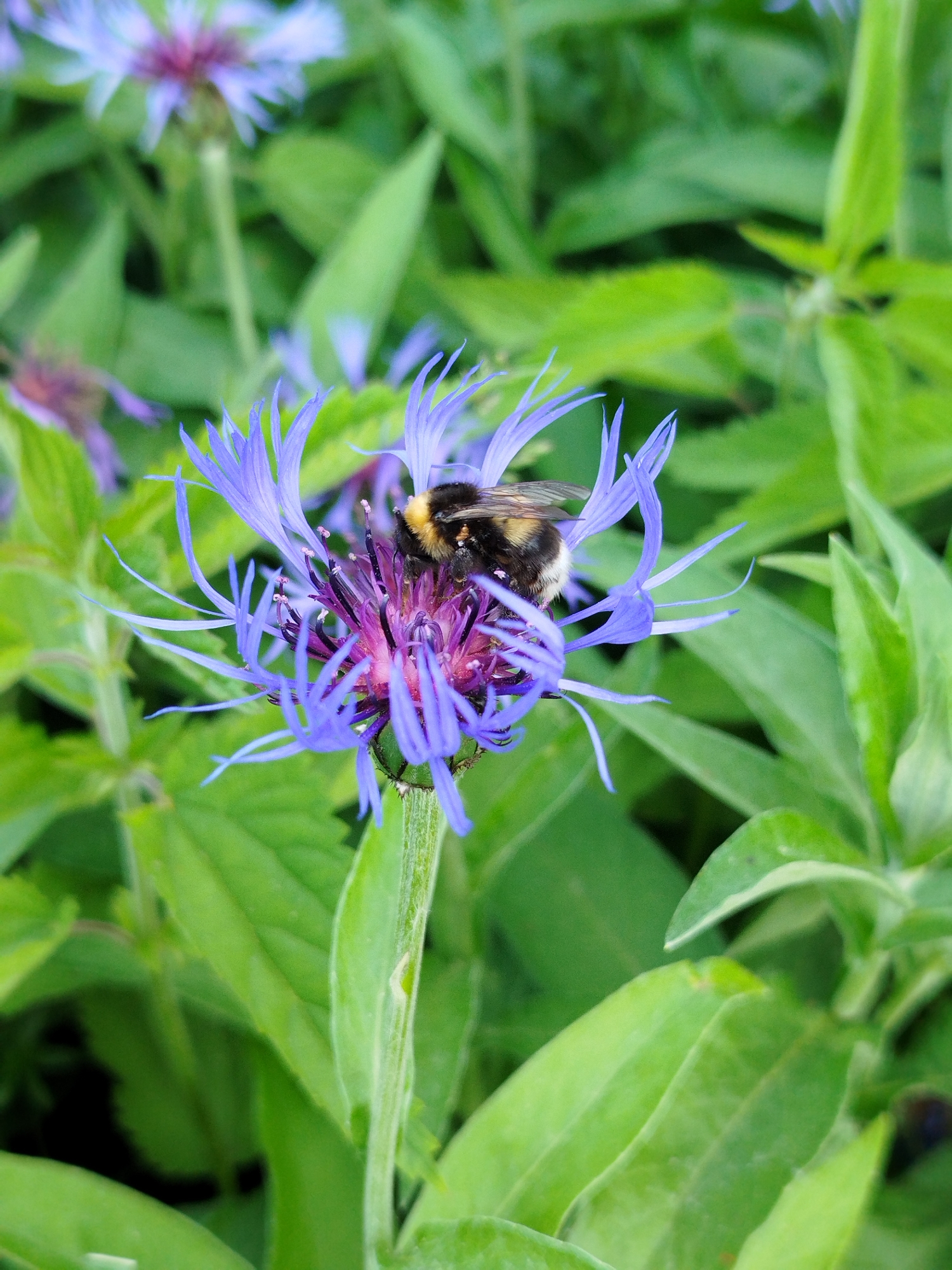 A close-up, vertical, eye-level shot captures a bumblebee with black and yellow stripes actively foraging on a single, vibrant purple cornflower. The bumblebee is positioned in the center of the flower's intricate purple and pink center, with its furry body partially obscuring the floral filaments. The cornflower's delicate, spiky, light blue petals fan outwards, creating a radial pattern. The background is filled with soft-focus green leaves and other blurred purple flowers, suggesting a garden or natural setting. The lighting is bright and natural, highlighting the textures and colors of the bee and flower. The image is crisp and detailed, emphasizing the interaction between the insect and the bloom. The scene is set in an unspecified outdoor location.