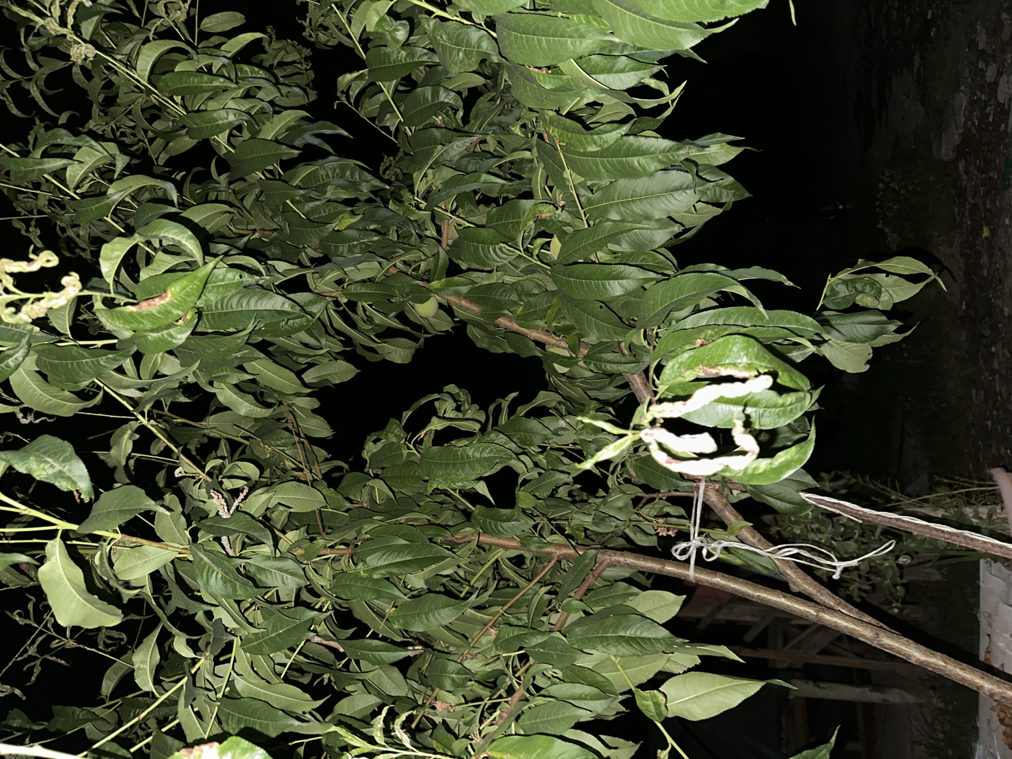 The image shows a close-up of a tree with green leaves against a dark background. The tree has several branches with numerous leaves. Some leaves appear curled or damaged. A white string is tied around one of the branches. The lighting suggests it is nighttime. The scene is set in Taygarayevo, Kyrgyzstan.