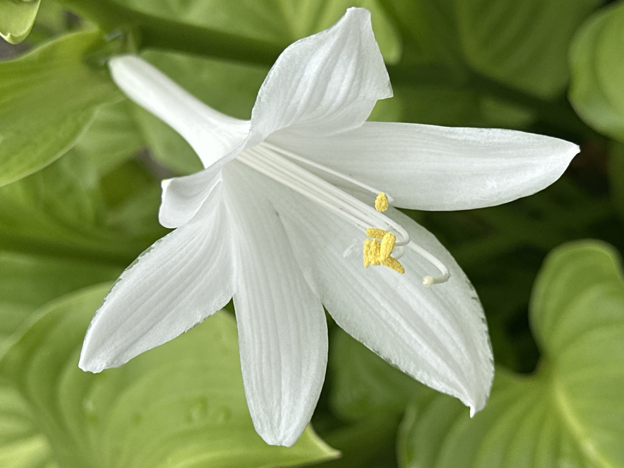 An extreme close-up, eye-level, vertical shot showcases a delicate white flower with six petals, each lined with subtle grooves. The flower has a trumpet-like shape, with the petals curving outwards from a central throat. Inside the throat, three white stamens tipped with bright yellow anthers extend upwards. The background is a soft, blurred tapestry of green leaves, creating a natural, outdoor setting. The lighting is natural and diffused, highlighting the textures and contours of the flower. The image appears to be taken in a garden in Yessentuki, Russia, a city known for its spa resorts and natural springs, suggesting this flower is part of the region's lush flora.