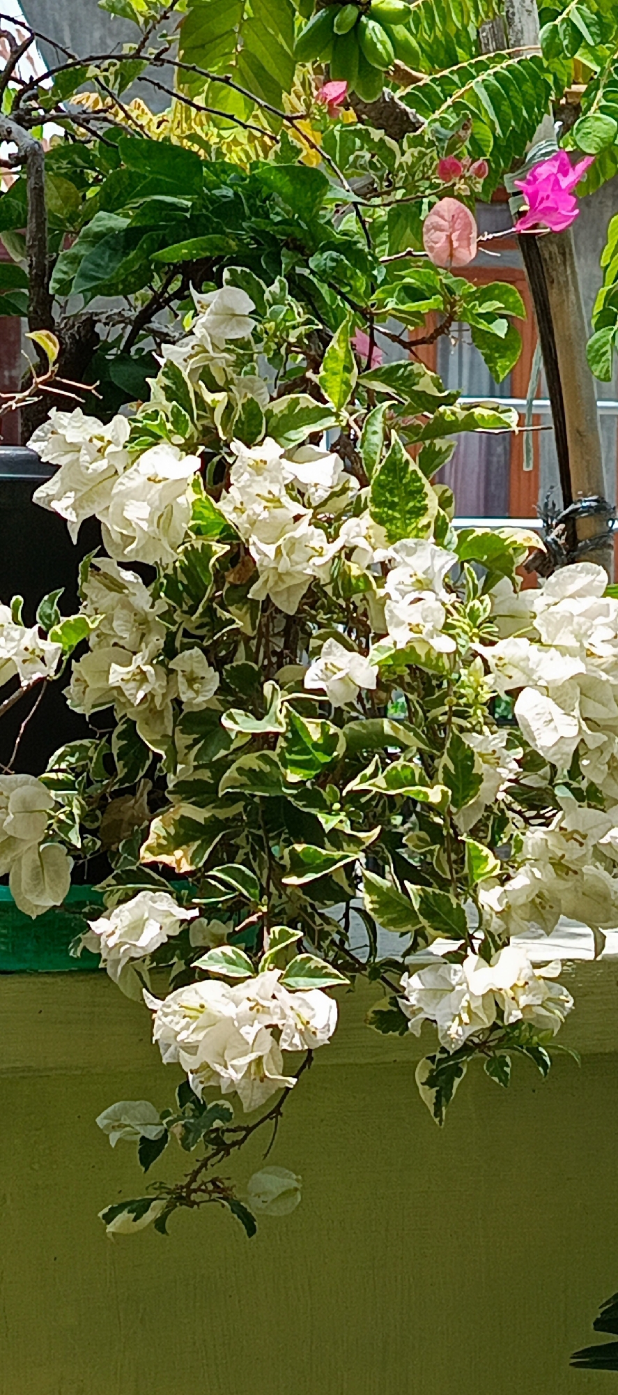 The image shows a close-up of a variegated bougainvillea plant with white bracts and green and white variegated leaves. The plant is in a green pot, which is resting on a light green textured surface. In the background, out of focus, are green leaves from another plant and hints of a wooden structure. There are also glimpses of pink bougainvillea flowers in the upper portion of the image. The lighting suggests it is daytime, with sunlight casting shadows. The scene appears to be outdoors, possibly on a balcony or in a garden. There are no people or animals visible in the image. The location is identified as Pasi Rawa, Indonesia.