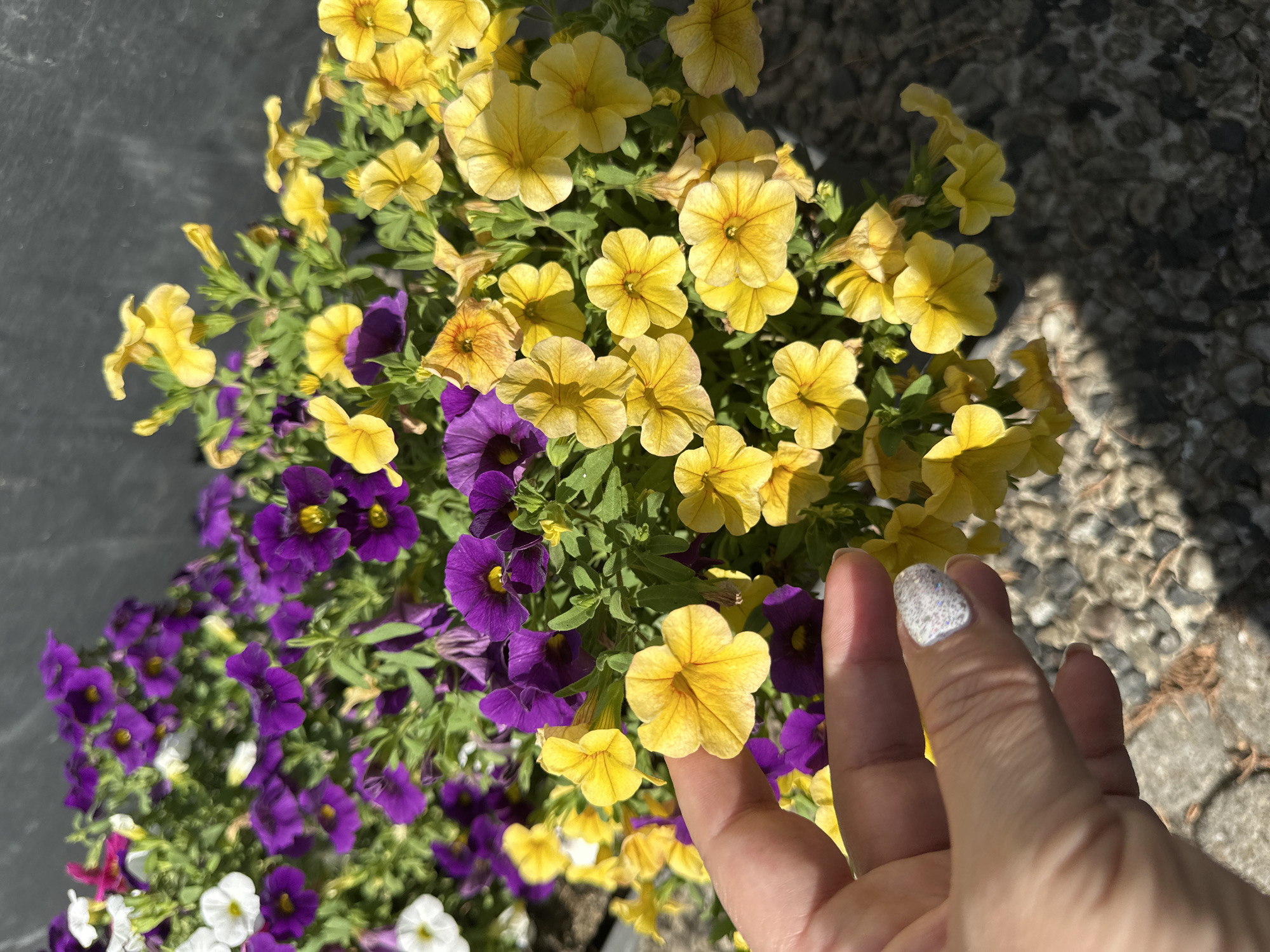 A close-up shot shows a person's hand gently touching a bright yellow petunia flower. The hand has light skin and glitter nail polish on the thumb. The flower is one of many in a planter filled with a mix of vibrant purple and yellow petunias, along with a few white ones. The planter appears to be outdoors, with a dark, textured wall in the background and a rocky ground beneath. The lighting suggests it is daytime. The scene is likely in a garden or on a patio. There is no information in the image to suggest it is located in Krefeld, Germany.