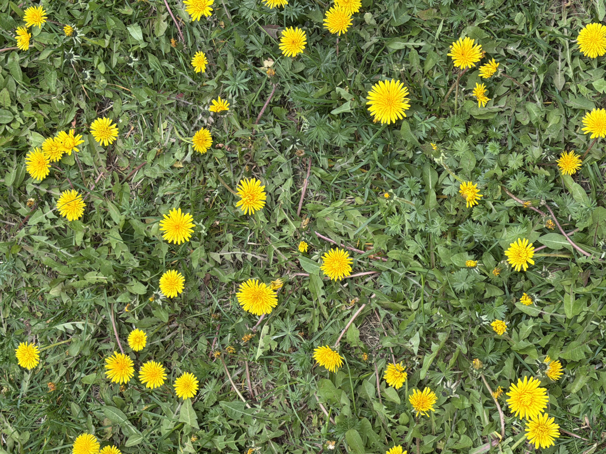 The image shows a patch of grass heavily populated with dandelions. The flowers are predominantly yellow and in various stages of bloom, from fully open to just budding. The grass is green with a mixture of other weeds and plants interspersed. The scene depicts an outdoor environment, likely a lawn or field. No people or animals are visible. The image does not provide any information to confirm the location is Saint Petersburg, Russia.