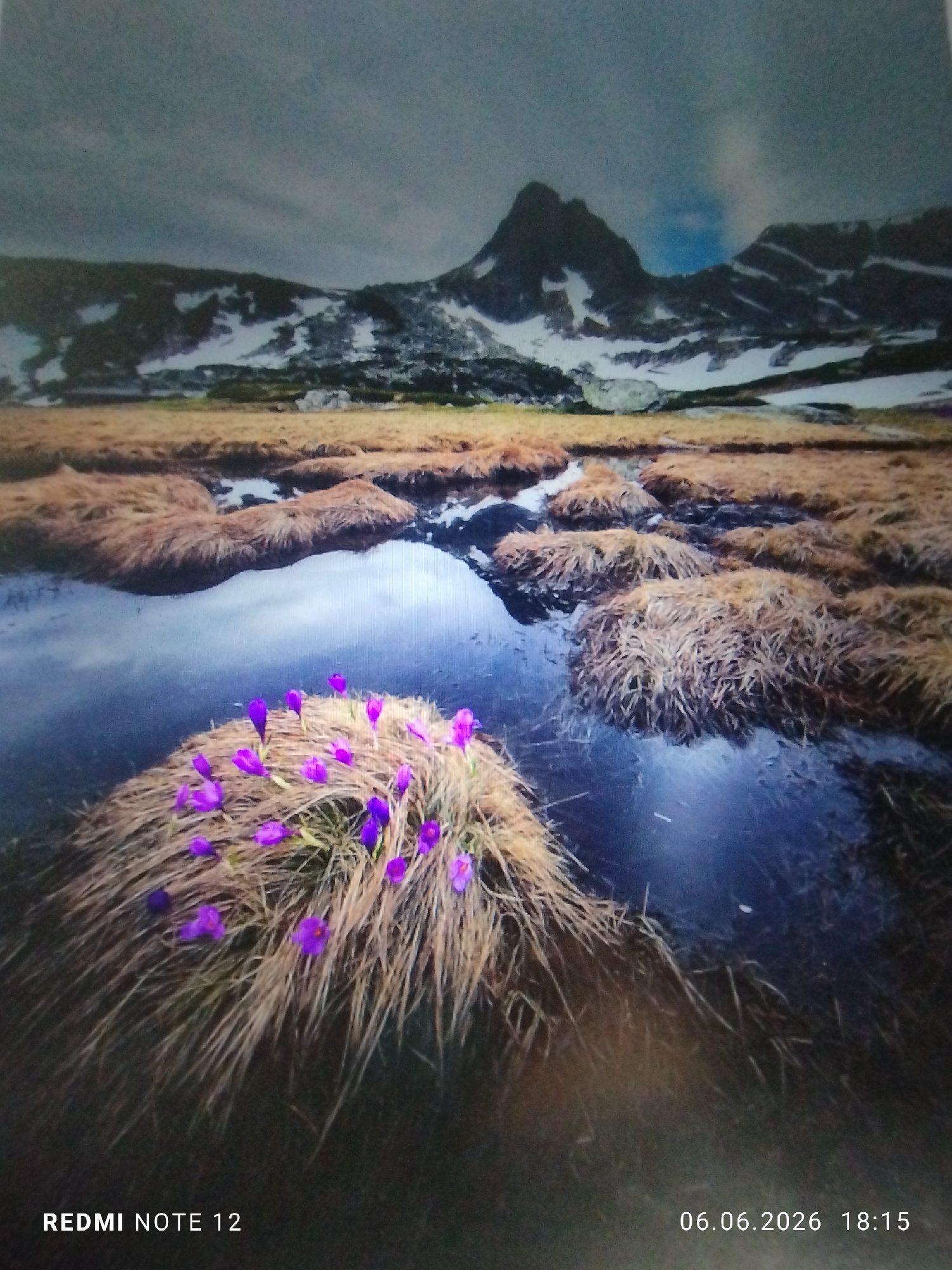 The image displays a high-altitude, mountainous natural landscape under an overcast sky. In the foreground, a prominent cluster of dry, light brown grass, possibly sedges, emerges from dark, still water. This cluster is adorned with numerous vibrant purple crocus flowers in various stages of bloom. Surrounding this central feature are multiple smaller islands of similar dry grass interspersed within the dark water, which partially reflects the cloudy sky above. The midground transitions into further patches of dry grass and water, leading towards the base of the mountains.
The background is dominated by a rugged mountain range with dark, rocky peaks and slopes. Significant patches of snow are visible on the mountains, particularly in crevices and on higher elevations. A distinct, sharp mountain peak is visible towards the left side of the background. The sky directly above the mountains is heavily covered with dark grey clouds, though a noticeable lighter, possibly blue, patch of sky is visible breaking through the clouds in the upper-right quadrant of the image. The lighting is diffused, consistent with an overcast day. No human subjects, animals, or constructed objects are visible within the natural scene. A digital watermark in the lower-left corner reads "REDMI NOTE 12". Another digital watermark in the lower-right corner displays "06.06.2026 18:15". The depicted environment of snow-capped mountains and alpine flora is not characteristic of Burgas, Bulgaria, which is a coastal city.