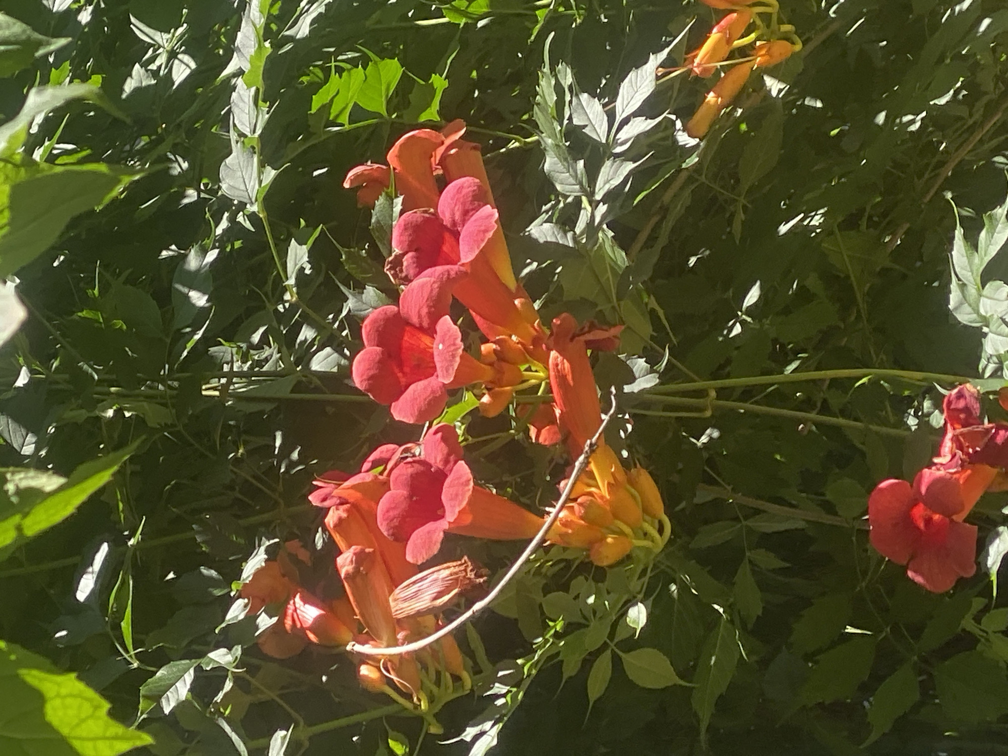 In Poltava, Ukraine, a cluster of vibrant red and orange trumpet-shaped flowers, identified as possibly a variety of Trumpet Vine (Campsis radicans), bloom amidst lush green foliage. The flowers, clustered in groups, display a gradient of color, transitioning from deep red at the petal tips to a brighter orange closer to the stem. Some unopened buds, also orange, are visible. The surrounding leaves are a rich green, with some catching the sunlight, creating highlights and shadows that add depth to the scene. The overall impression is one of abundant nature, with the flowers and foliage creating a dense, natural tapestry against what appears to be an outdoor, possibly garden or park setting. There are no people or specific man-made structures clearly identifiable in the image, focusing the view solely on the botanical elements.