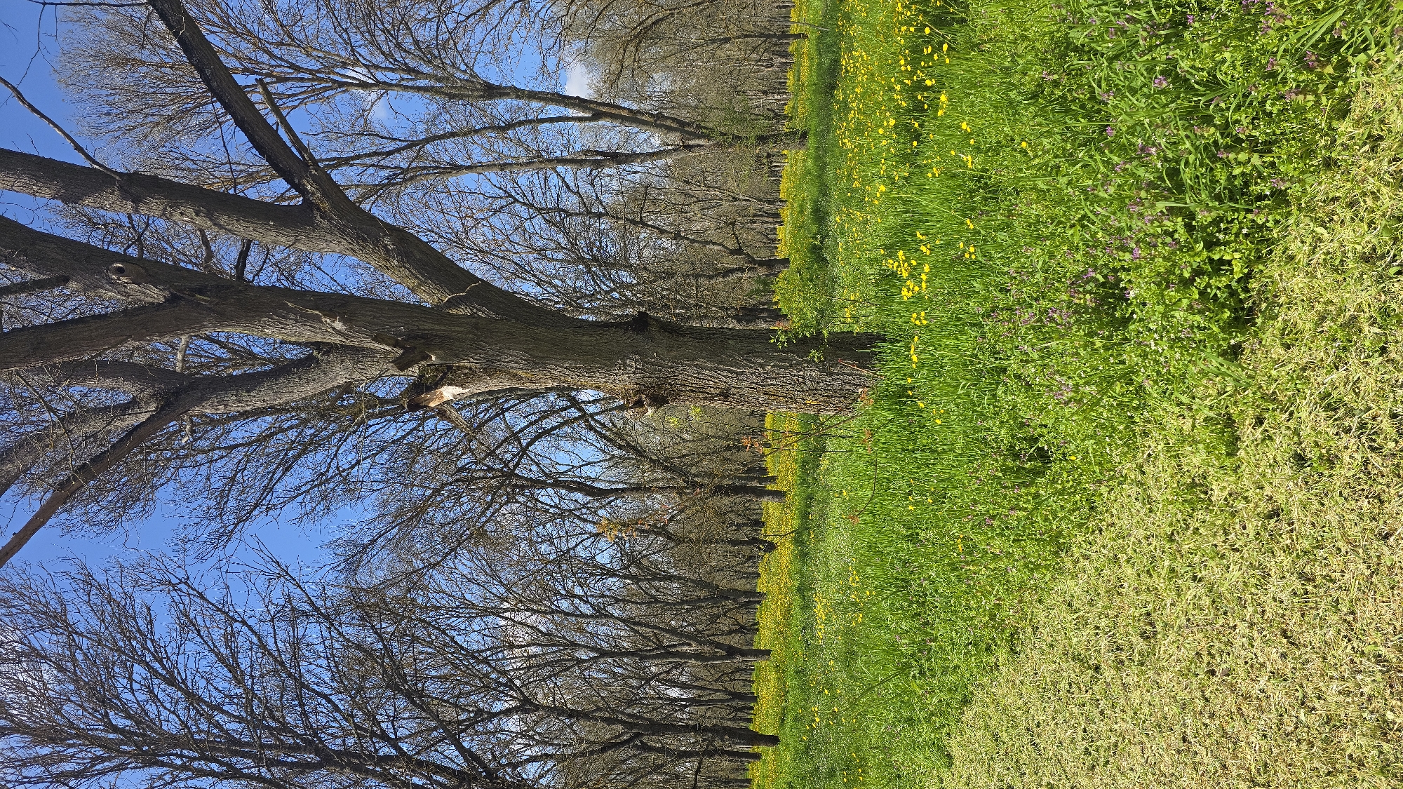 The image shows a row of trees lining a grassy field under a blue sky. The trees are largely bare of leaves, with only branches visible against the sky. The grassy field is green and contains scattered yellow and purple flowers. The photo appears to be taken at ground level. The location is in the city of Elhovo, Bulgaria.
