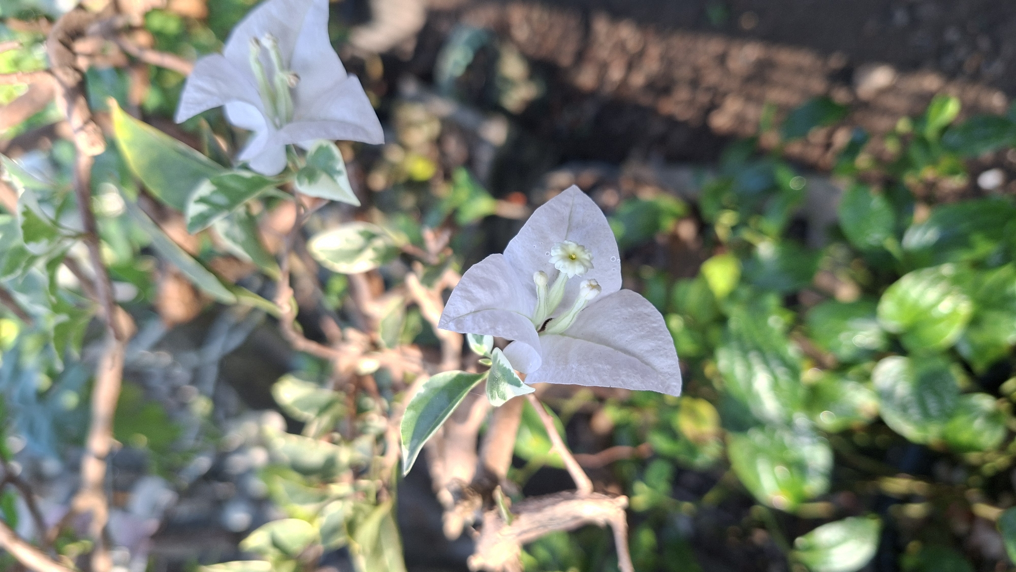 A close-up, vertical shot captures two white bougainvillea flowers with prominent pistils and stamens. One flower, partially obscured by its own leaves, is in the upper right quadrant. The other flower, which is in focus, occupies the lower left and center of the frame, with its delicate petals unfurling. The bougainvillea plant exhibits variegated leaves, a mix of green and white. The background is a blur of green foliage, branches, and what appears to be a blurred stone wall. The scene suggests an outdoor environment, likely a garden or park, given the presence of lush vegetation and natural light. The lighting indicates it may be morning or late afternoon, with sunlight dappling through the leaves. There are no people or animals visible in the frame. The image was taken in Palembang, Indonesia.