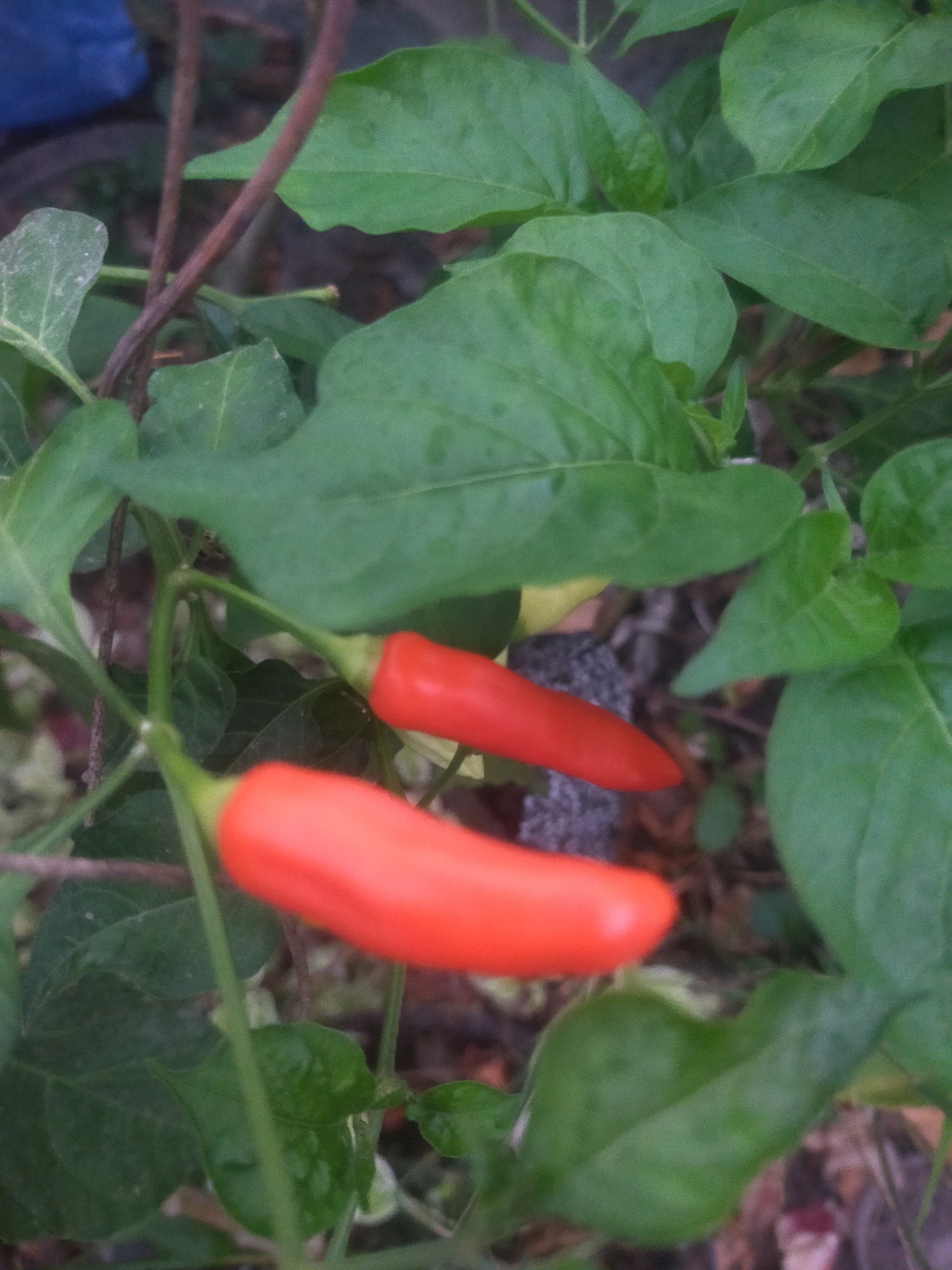 The image shows a close-up view of two bright orange chili peppers growing on a plant with lush green leaves. The peppers are elongated and tapered, with smooth skins. One pepper is slightly out of focus in the foreground, while the other is more in focus behind it and to the left. The background is a blur of green leaves and brown stems, with hints of other foliage and possibly some soil or mulch. The lighting appears to be natural, casting soft shadows and highlighting the vibrant color of the peppers. The image was taken in the city of Tegalandong, Indonesia.