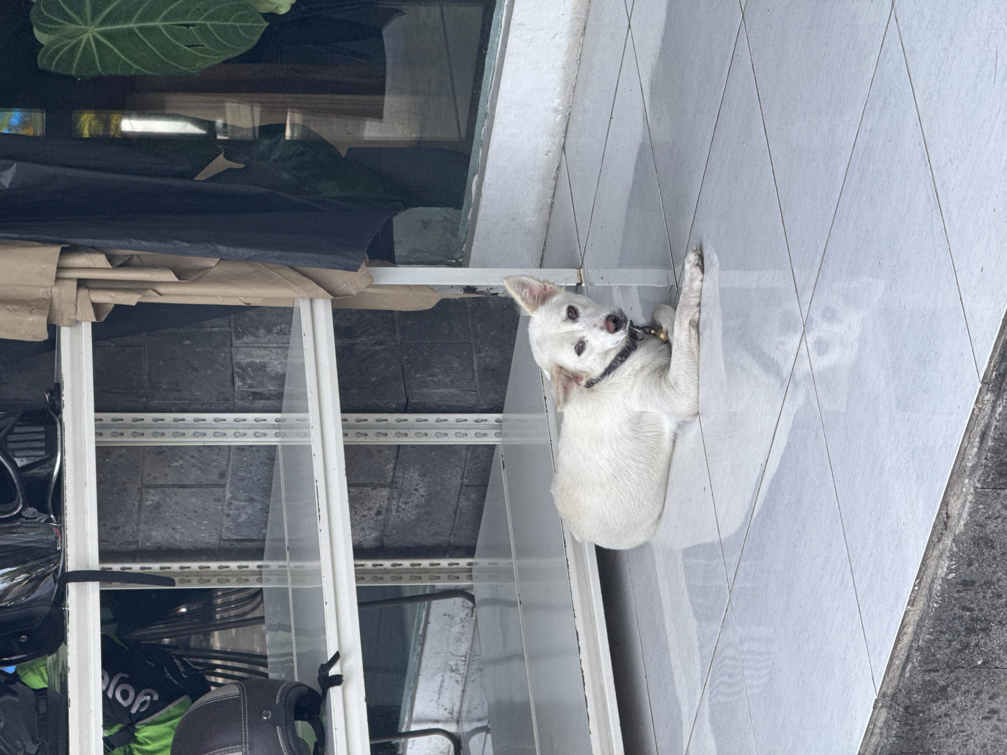 A white dog with a black collar lies on a tiled sidewalk. Behind the dog is a white metal rack containing various items, including helmets and a green bag with "Grab" printed on it. Above the rack, a large green leaf is visible. The sidewalk is bordered by a rough concrete surface. The location appears to be a city, but specific details are not discernible.