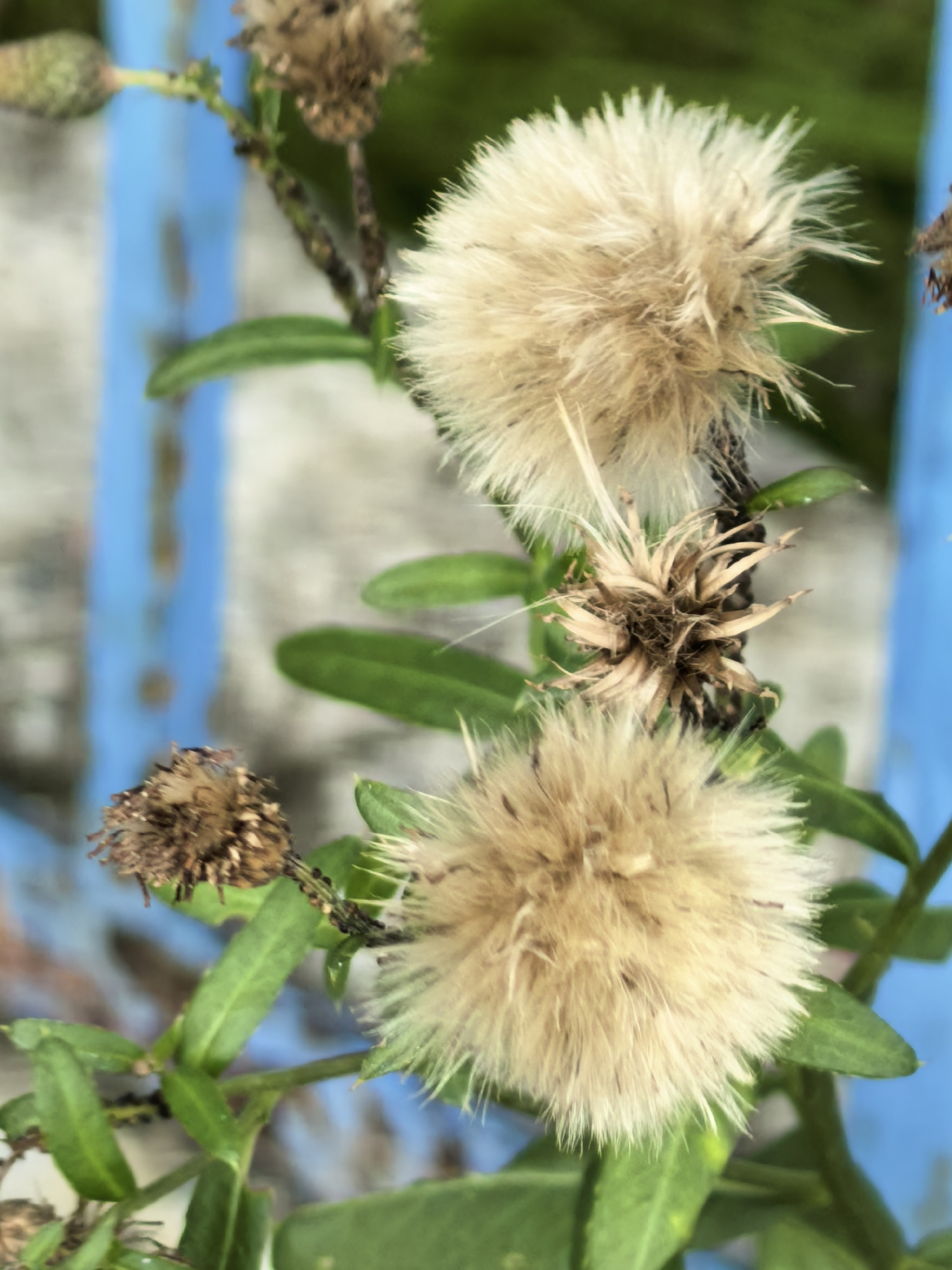 A close-up, vertical shot shows two fluffy, light brown seed heads of a plant, likely a thistle or dandelion, with green leaves and stems. The background is blurred, revealing vertical blue bars, suggesting a fence or railing, and a light-colored surface. The scene appears to be outdoors in a somewhat unkempt area, possibly a garden or roadside. There are no people or animals visible, and no specific actions or interactions are depicted. The lighting is natural, creating soft shadows and highlighting the textures of the seed heads. The image does not contain enough information to determine its specific location in Sterlitamak, Russia.