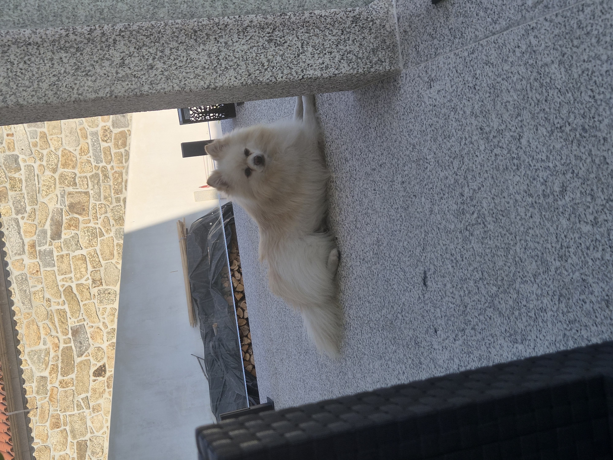 A light-colored Pomeranian dog is lying down on a speckled gray tiled patio. The dog is facing the camera, with its front paws extended forward. In the background, a light-colored wall and a stone wall with a red-tiled roof are visible. To the left, a portion of a dark, textured chair is in the foreground, and a large, speckled gray column is to the right. There are also some stacked logs covered with a black tarp behind the dog. The scene appears to be an outdoor residential area in Barcelos, Portugal.