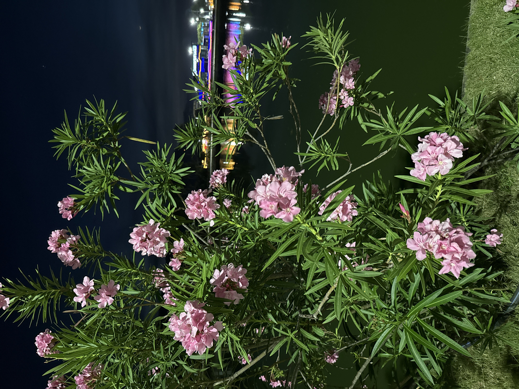 This image depicts a close-up of a flowering plant with numerous pink blossoms and long, slender green leaves. The plant is the primary subject, occupying most of the frame. In the background, a dark body of water reflects colorful lights, suggesting a city skyline or brightly lit structures across the water. The overall scene is dimly lit, indicating that it is nighttime. The presence of reflections and artificial lights in the background points towards an urban or resort setting, possibly near a waterfront. The focus is on the intricate details of the flowers and foliage, with the background serving as a contrasting backdrop. The image does not contain any visible text, people, or specific weather conditions, other than the darkness of night. The location context is Baan Chaweng, Thailand, which aligns with the possibility of a tropical or subtropical setting with illuminated waterfronts. The overall mood is serene and perhaps a little mysterious due to the nighttime setting and the interplay of light and shadow.