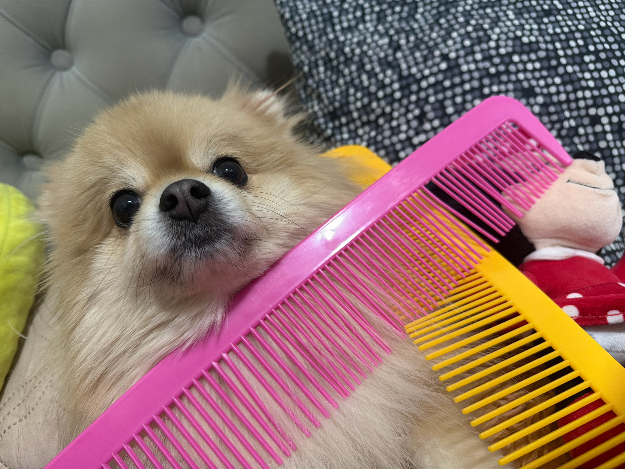 A close-up, eye-level shot shows a fluffy Pomeranian dog lying on a light-colored tufted surface. Two combs, one pink and one yellow, are positioned over the dog's fur. The pink comb is in the foreground, angled diagonally from the lower left to the upper right. The yellow comb is behind the pink one, also angled diagonally but shifted slightly to the right. In the upper right corner of the image, a plush toy with a red outfit and white polka dots is visible. The background features a textured dark fabric with a pattern of small white dots. The scene appears to be indoors, on a sofa or bed. There is no indication of the location in Tbilisi, Georgia.