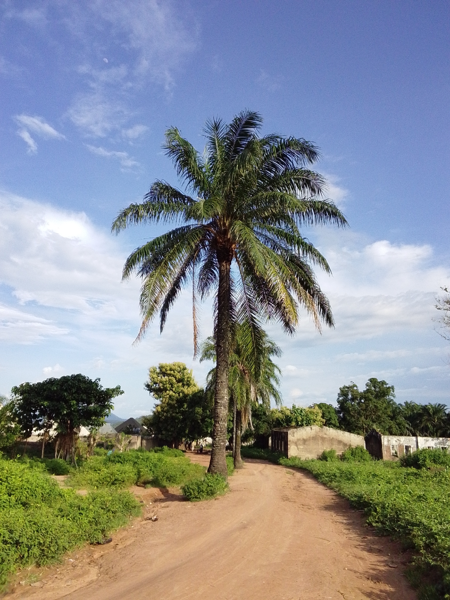 The image depicts a dirt road in Serti, Nigeria, flanked by lush green vegetation and several trees, including a prominent palm tree in the foreground. The sky is a bright blue with scattered white clouds and a visible moon. In the background, there are partially constructed buildings, suggesting a developing or rural area. The road curves gently to the right, leading into the distance. The scene appears peaceful and bathed in natural sunlight, indicating it was taken during the daytime. There are no people or animals visible in the frame.