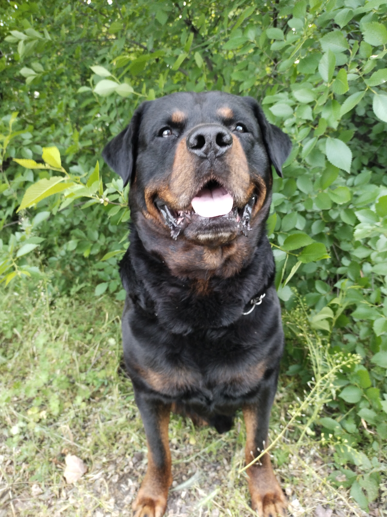 A healthy, adult Rottweiler dog is the central subject of this medium shot, captured outdoors during daytime in Horishni Plavni, Ukraine. The dog is sitting upright, facing directly towards the camera, with its head slightly tilted upwards. Its mouth is open, revealing its pink tongue and teeth, and there's a visible trace of drool or saliva around its jowls, suggesting it might be panting or very happy. Its eyes are bright and alert, conveying a cheerful and engaged expression.
The Rottweiler exhibits its characteristic black fur with distinct tan markings above its eyes, on its snout, chest, and front paws. A silver-colored chain collar is visible around its neck.
The background is dominated by a dense array of vibrant green foliage, appearing to be bushes or lower tree branches, creating a natural and lush environment. The leaves are in various shades of green, some lighter, indicating natural sunlight. The ground beneath the dog consists of sparse grass, dirt, and a few small weeds or dried leaves, consistent with an outdoor, natural setting. The overall impression is one of a happy, well-cared-for dog enjoying its time outdoors. There is no visible text in the image.