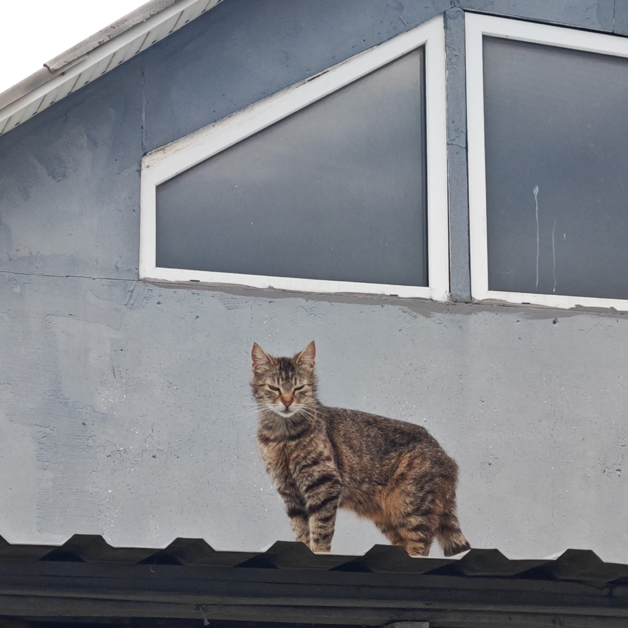 A tabby cat stands alert on a corrugated metal roof. The background features a light gray wall with a window above. The window is divided into two sections, the left triangular and the right rectangular, with white frames. The scene is urban in nature, likely somewhere in the городское поселение Щелкино, Ukraine, given the prompt.