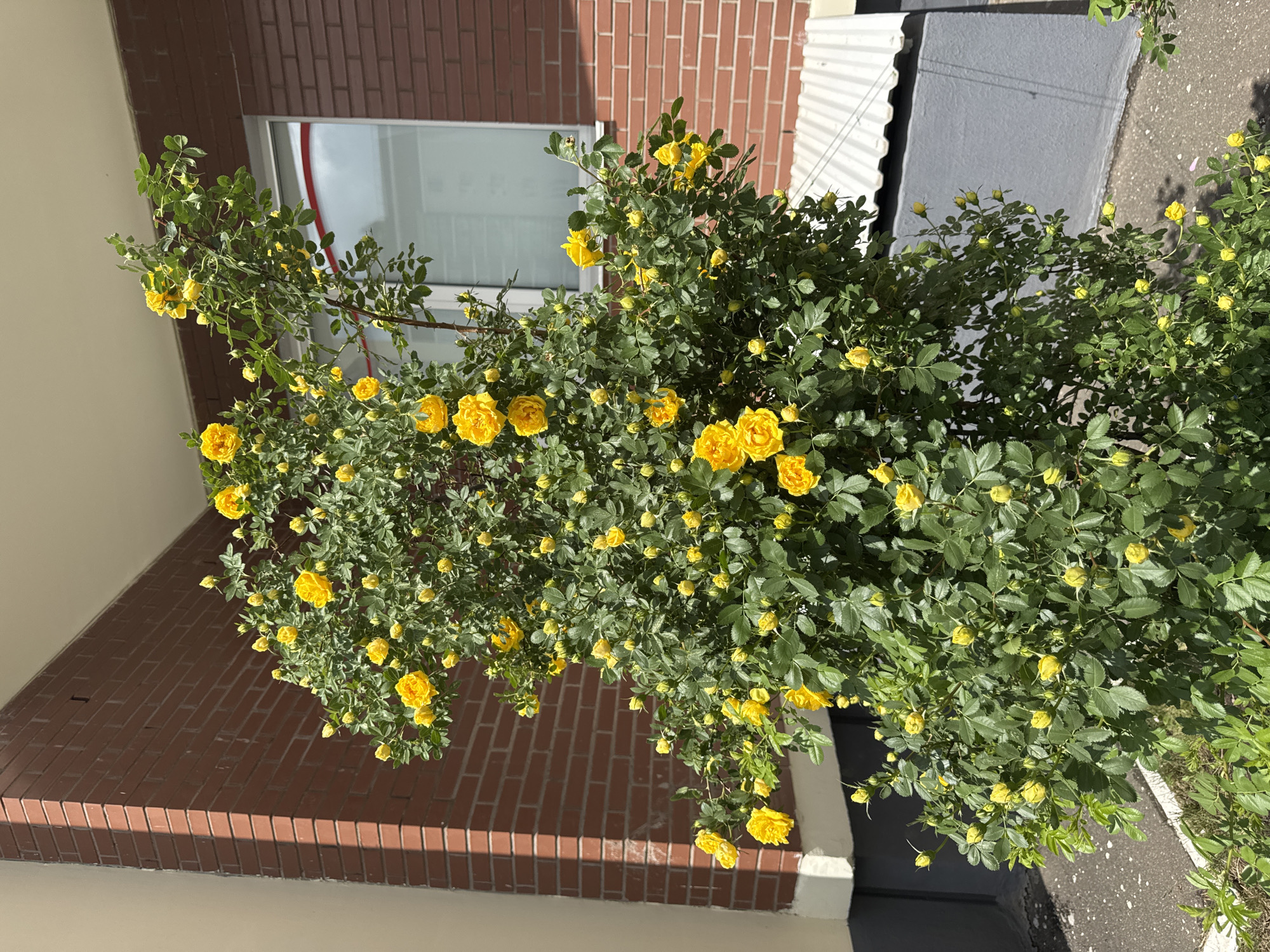 The image presents an outdoor scene dominated by a large, thriving bush adorned with numerous bright yellow flowers and rich green foliage. The flowers appear to be a variety of rose, possibly a shrub or climbing rose, with many in full bloom and others still as buds. The bush exhibits healthy growth, with stems and leaves densely packed.
In the background, to the left and center, stands a building constructed of reddish-brown bricks, visible through and behind the bush. A window with a light-colored frame, partially obscured by the foliage, reflects a bright sky, suggesting an indoor view. To the right of the brick building, a section of white corrugated metal siding or fencing is visible. Below this, a grey concrete surface and a paved ground area with scattered pebbles complete the outdoor setting.
The scene is bathed in bright sunlight, casting distinct shadows on the brickwork, the white siding, and the ground, indicating a clear, sunny day, likely during the morning or afternoon. The overall impression is one of natural beauty and vibrant life in an urban or suburban environment. No human activity or specific event is taking place, and there is no visible text. This location is situated in Izhevsk, Russia.