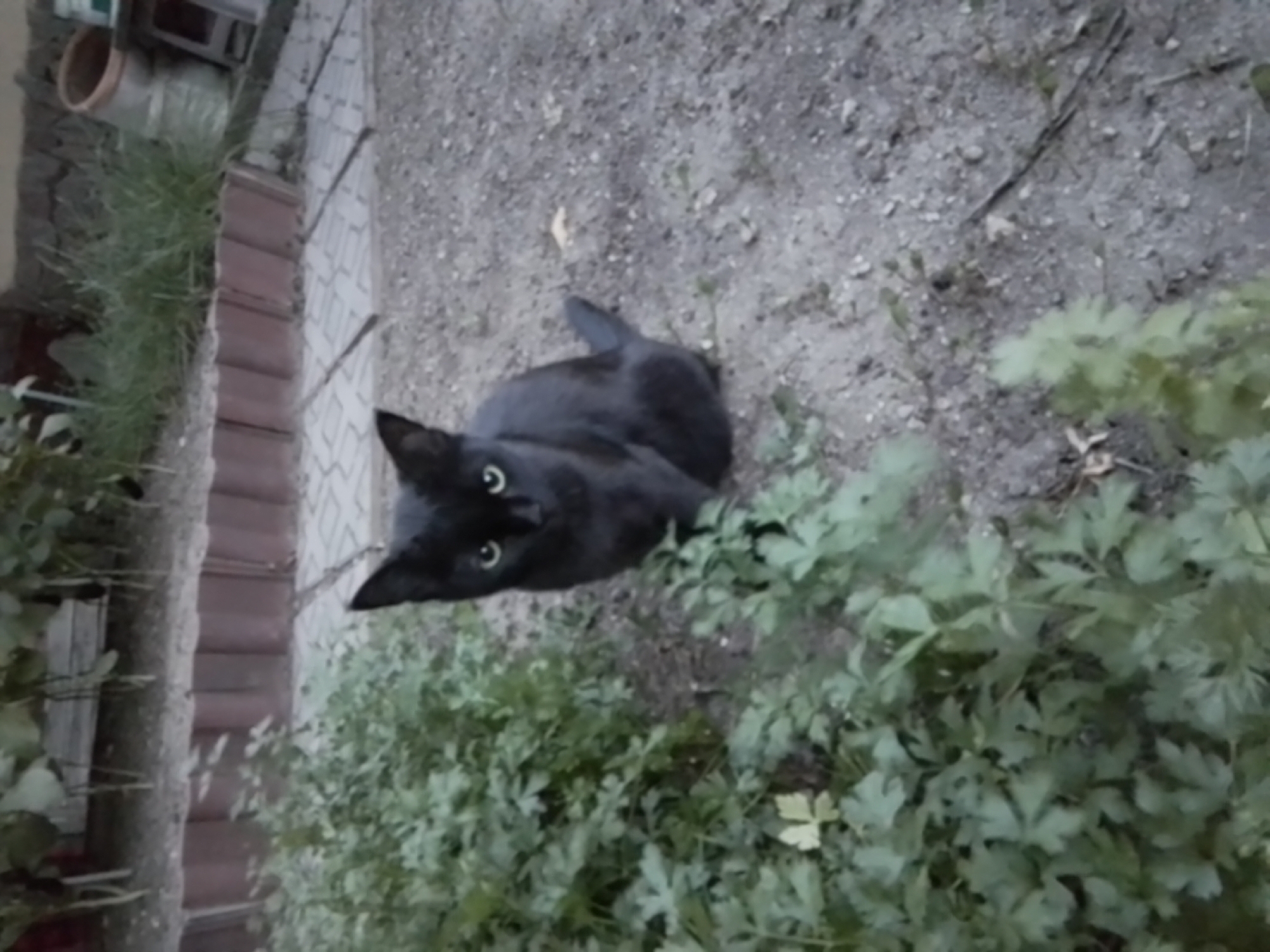 A black cat with green eyes sits on gravelly ground next to a patch of green leafy plants. Behind the plants is a low, decorative brick border, followed by a paved area. In the background, there are more plants and some objects that appear to be containers, possibly in a backyard or outdoor area. The scene is outdoors and appears to be during daylight. No people are visible in the image. There is no information in the image to suggest a specific location in the city of Taraz, Kazakhstan.