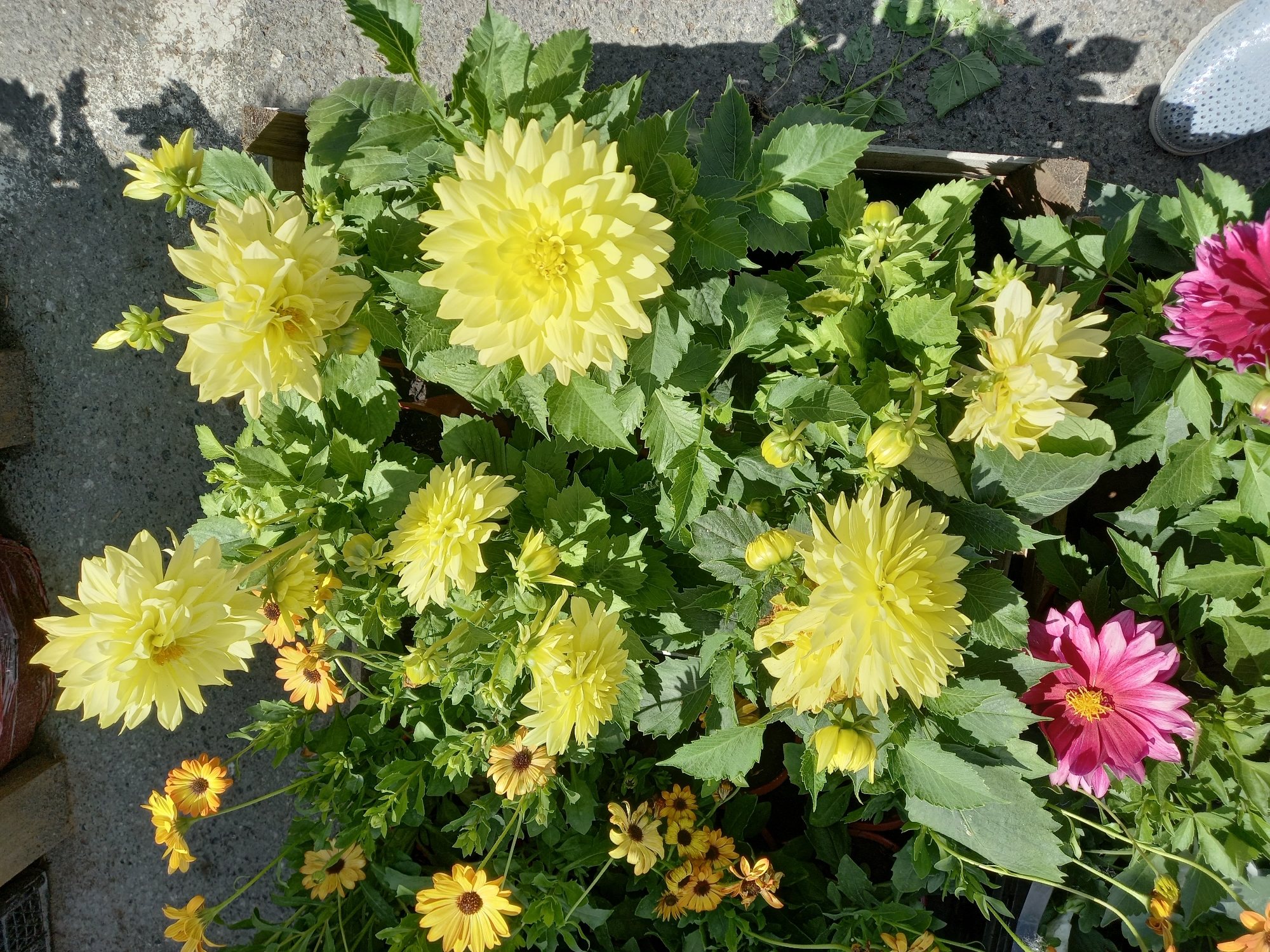 In Aramil, Russia, a close-up, eye-level shot captures a vibrant display of potted flowers. The foreground is dominated by a deep pink dahlia, its petals unfurling to reveal a bright yellow center. Surrounding it are numerous bright yellow dahlias, some fully bloomed and others in bud, their intricate petal structures catching the sunlight. Interspersed are smaller, daisy-like orange and yellow flowers, adding pops of contrasting color to the scene. The lush green foliage of the plants creates a dense, verdant backdrop. The flowers are arranged in a wooden planter box, which is situated outdoors on a textured gray surface, likely concrete, with dappled shadows from overhead foliage suggesting a sunny day. A portion of a light blue perforated shoe is visible in the bottom right corner, indicating human presence nearby. The overall impression is one of a well-maintained garden or flower stall, bathed in natural light.