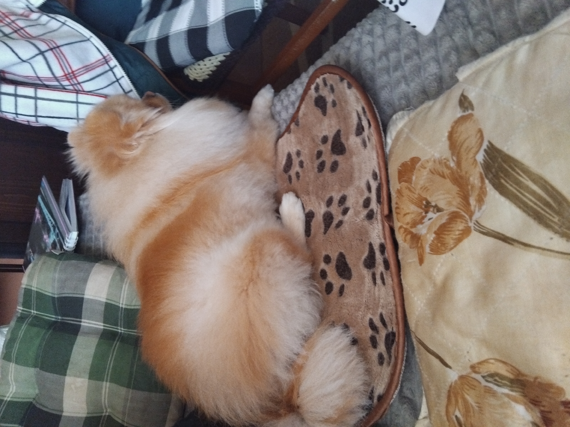 The image depicts a Pomeranian dog resting on a brown slipper with dark paw print patterns. The dog is positioned between a green and white plaid cushion and a beige pillow with brown floral patterns. A stack of papers or cards is visible on the left. The photograph was likely taken indoors. There is no verifiable evidence to suggest the photograph was taken in Apriltsi, Bulgaria.